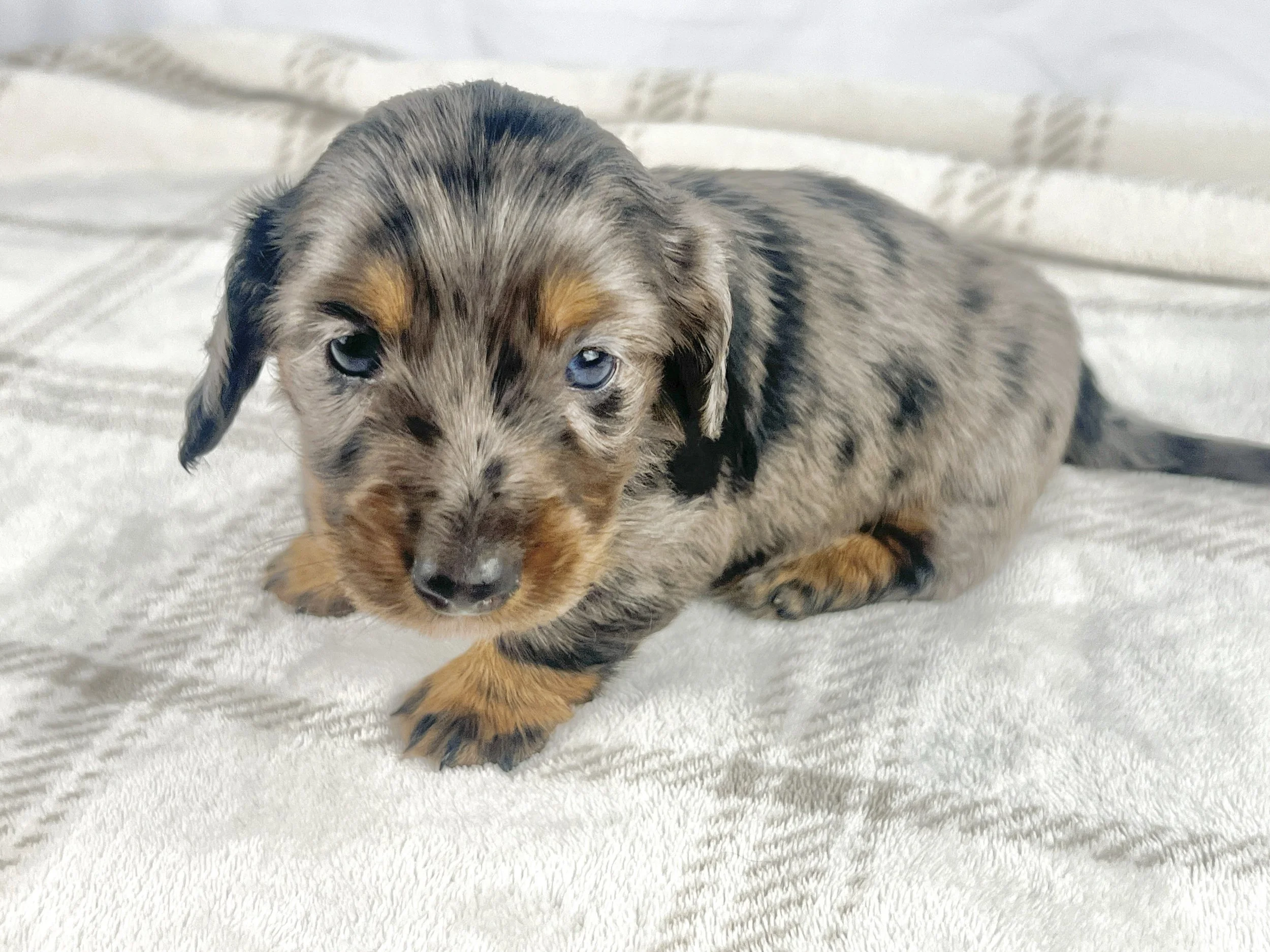 Cadbury aka Winston (RESERVED, longhaired boy)