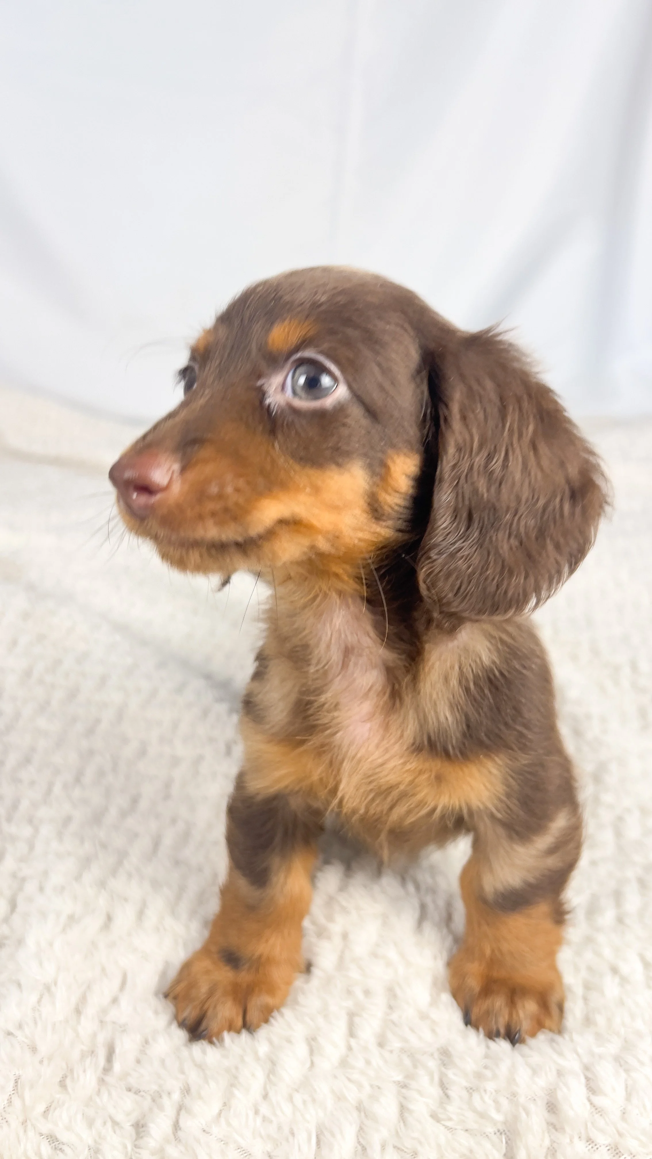 Matcha (RESERVED, longhaired girl)