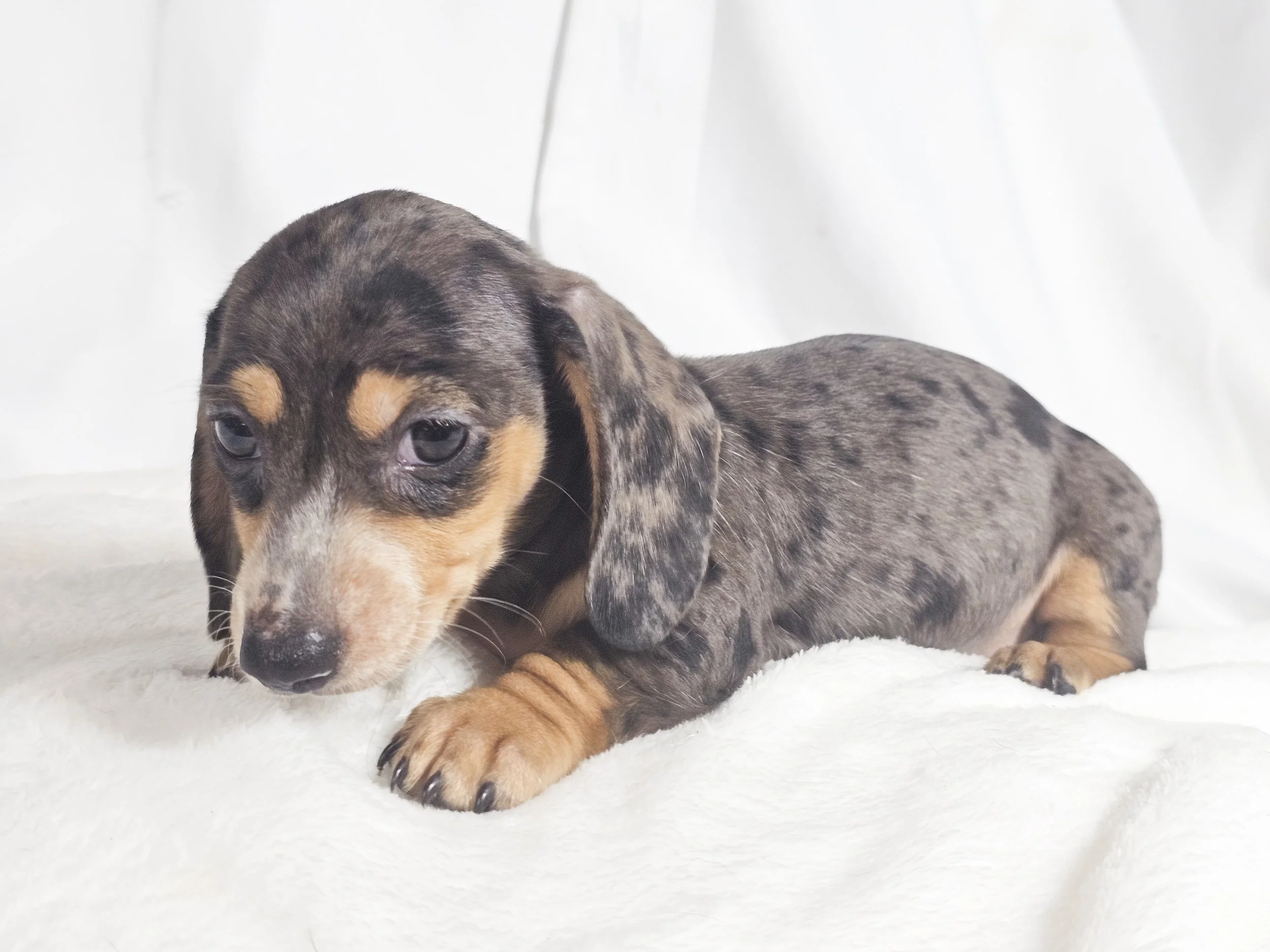 Chili cheese (RESERVED, shorthaired boy)