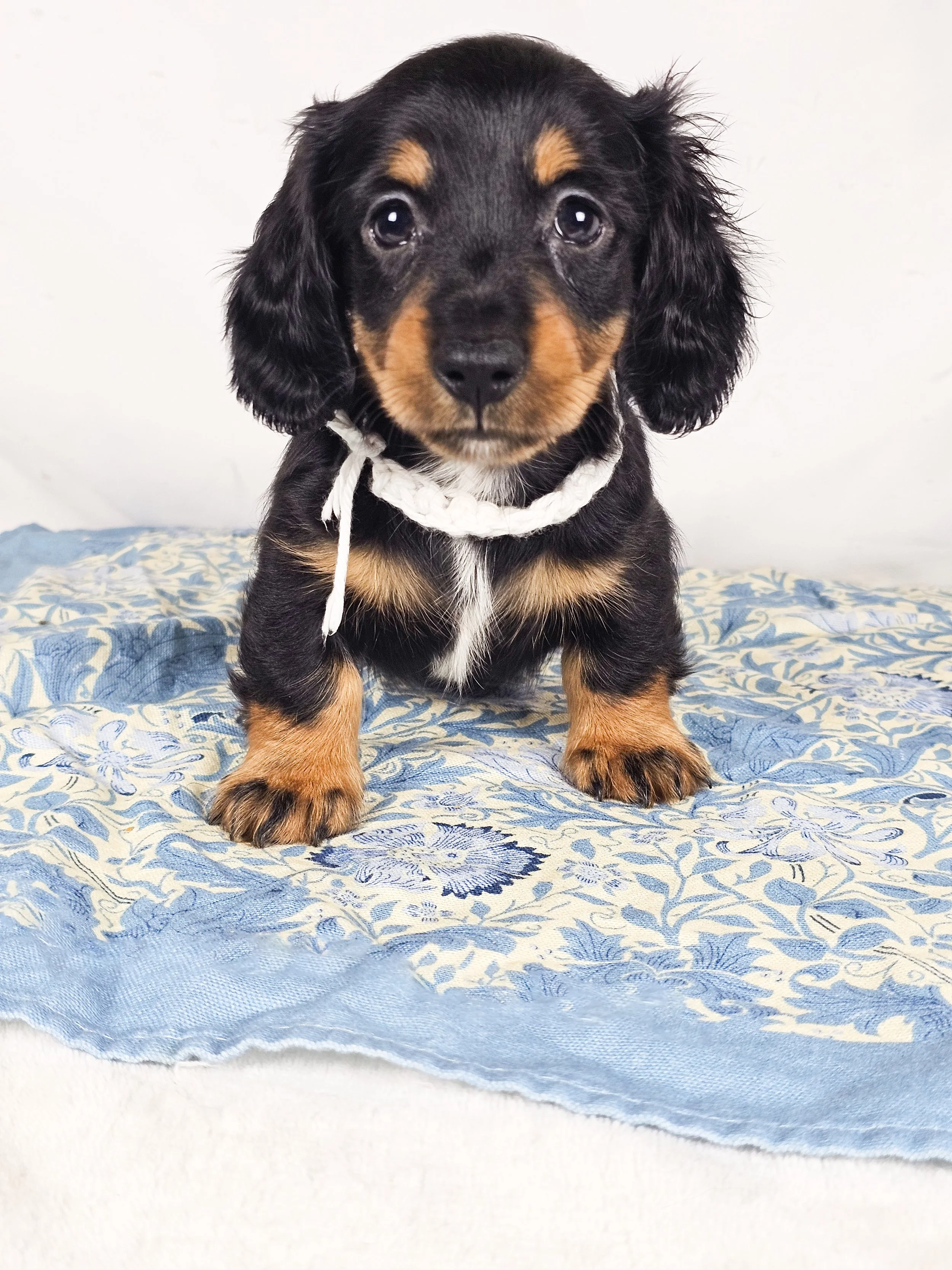 Dill pickle aka Arlo (RESERVED, longhaired boy)
