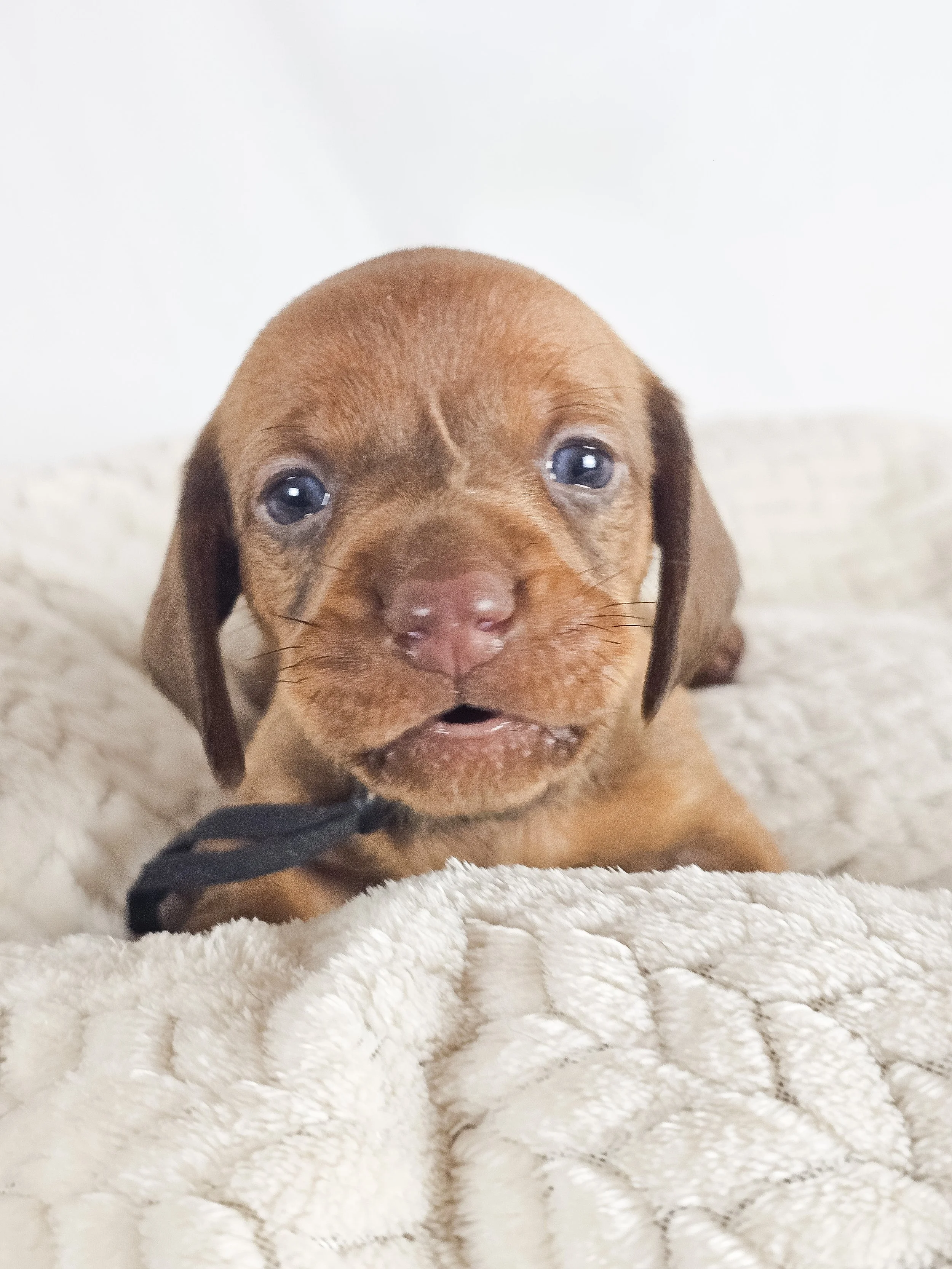 Thai tea (shorthaired boy, $2000 with a $500 deposit towards total)