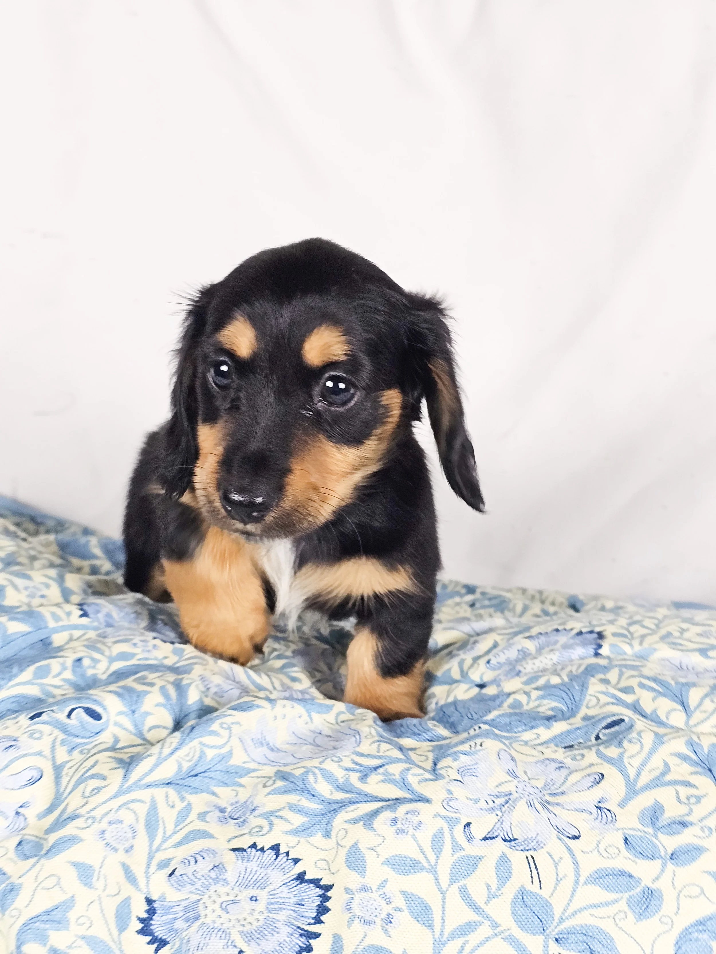 Limon (RESERVED, longhaired girl)