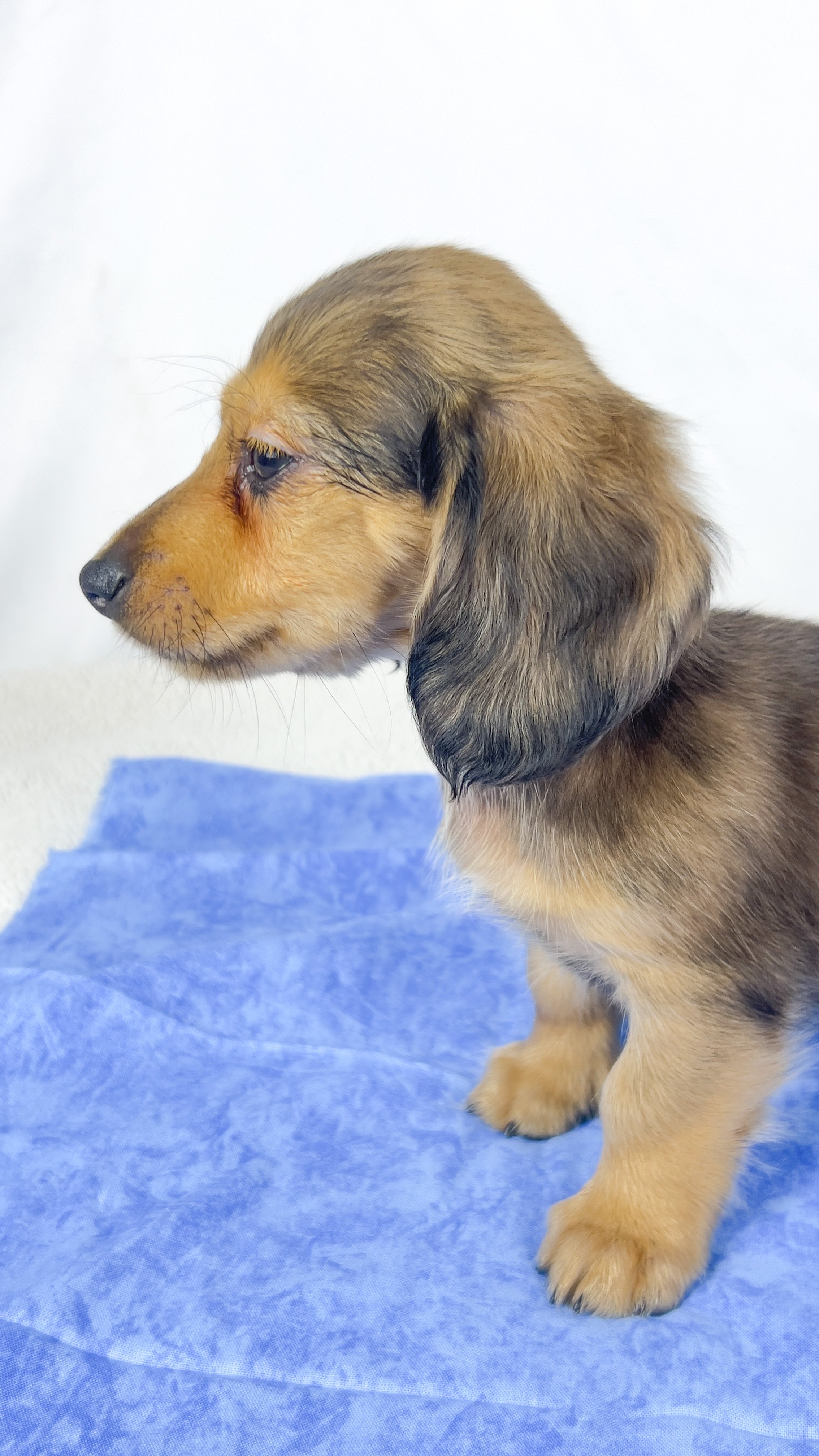 Cherry (RESERVED, longhaired boy)