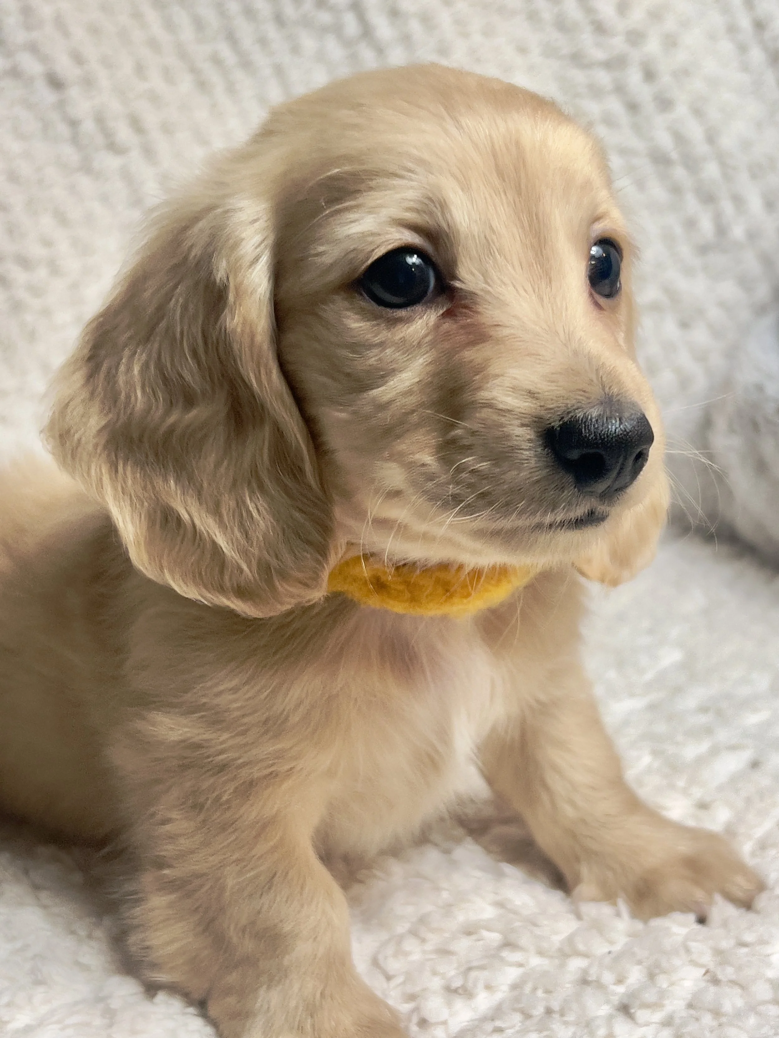 Sparkler aka Cannoli (RESERVED, longhaired boy)