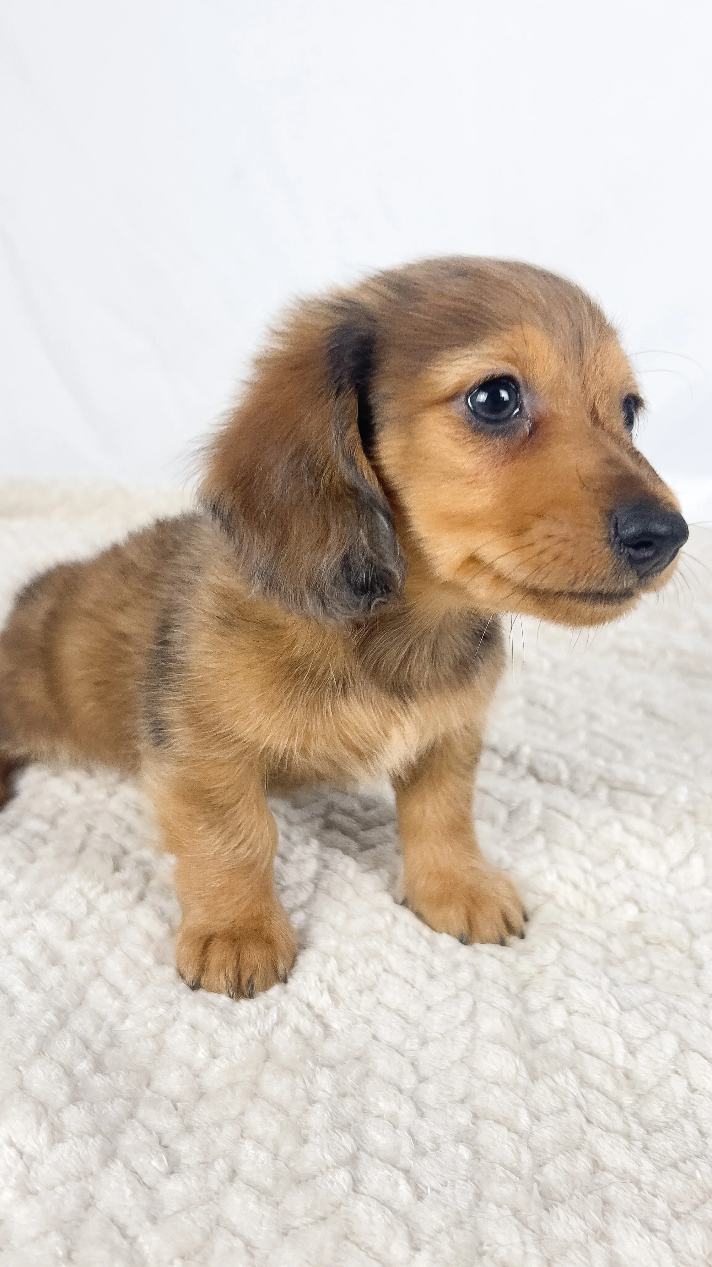 Peanuts (RESERVED, longhaired boy)