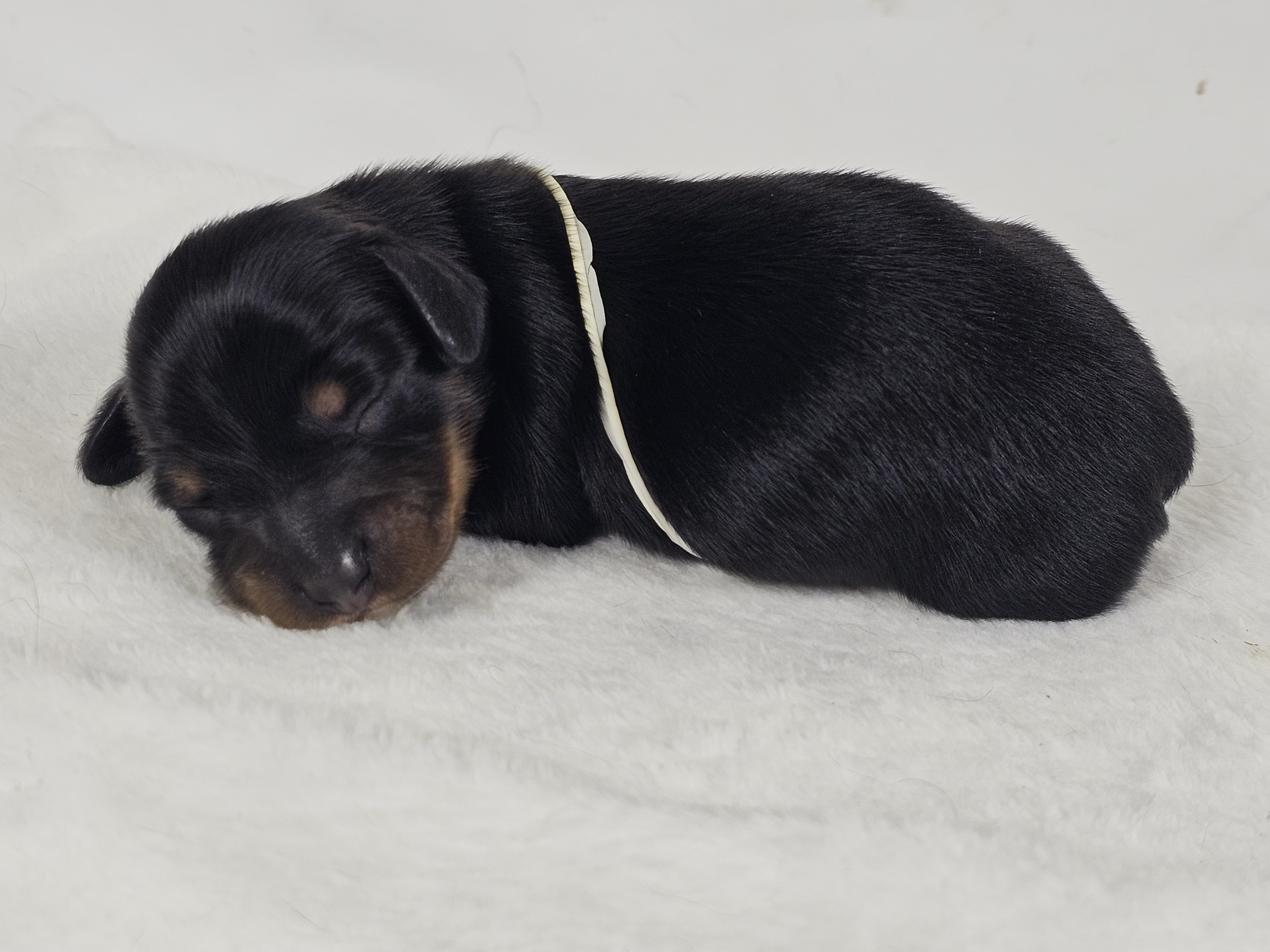 Dill pickle (longhaired boy, $3000 with a $500 deposit towards total)