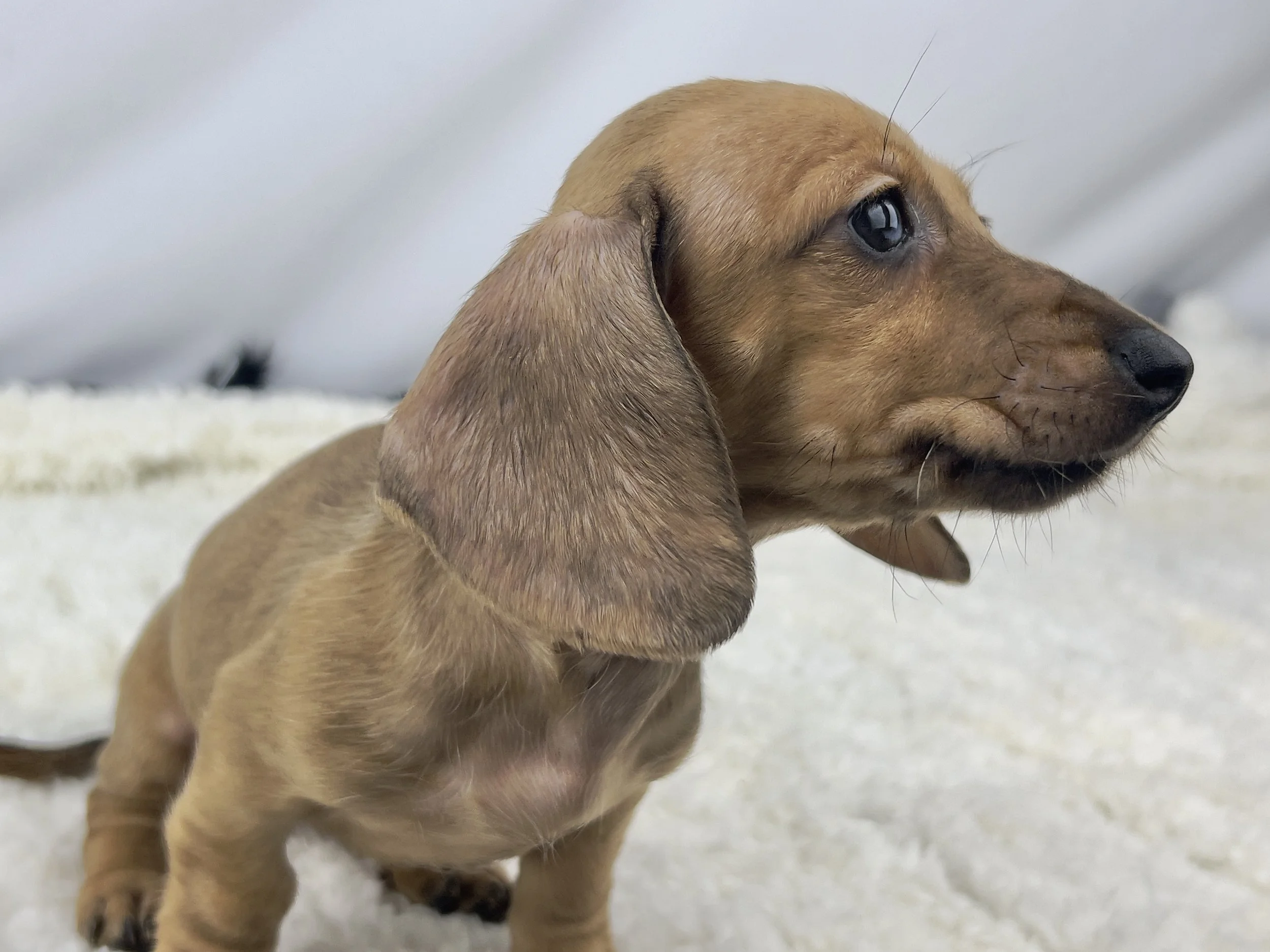 Pumpkin Spice aka Ohana (RESERVED, shorthaired girl)