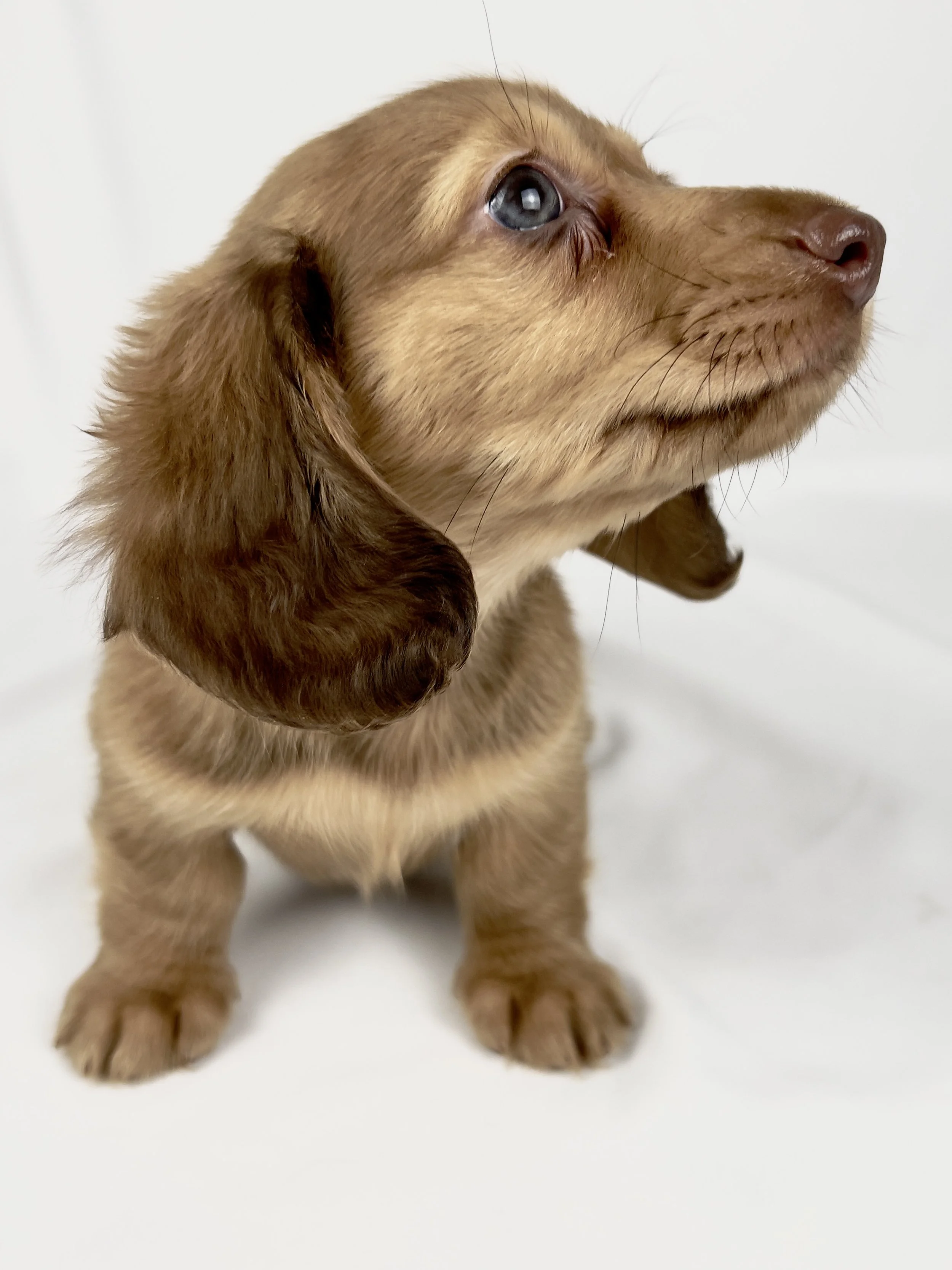 Crème (RESERVED, longhaired girl)