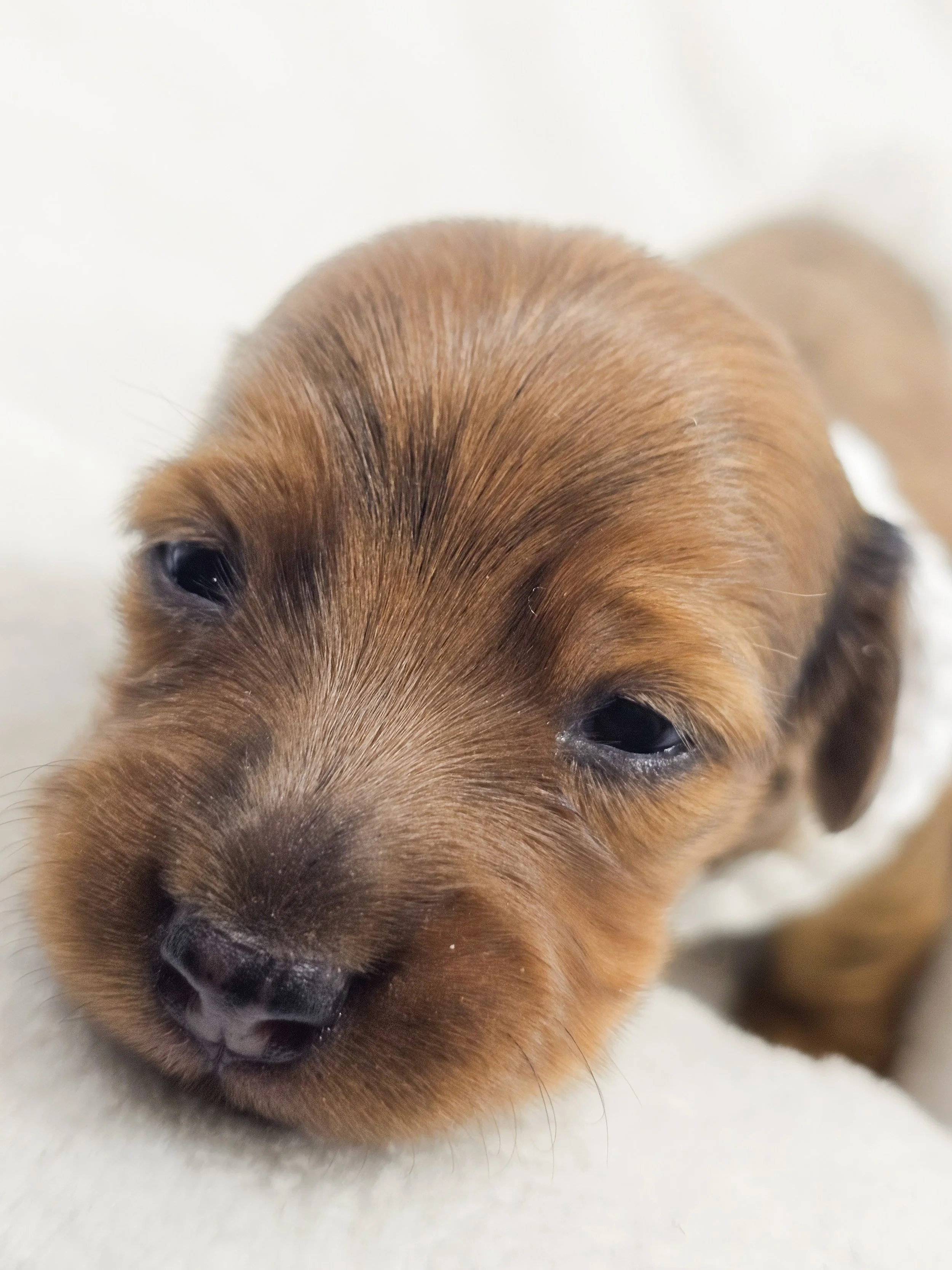Sand (longhaired girl, $4000 with a $500 deposit towards total)