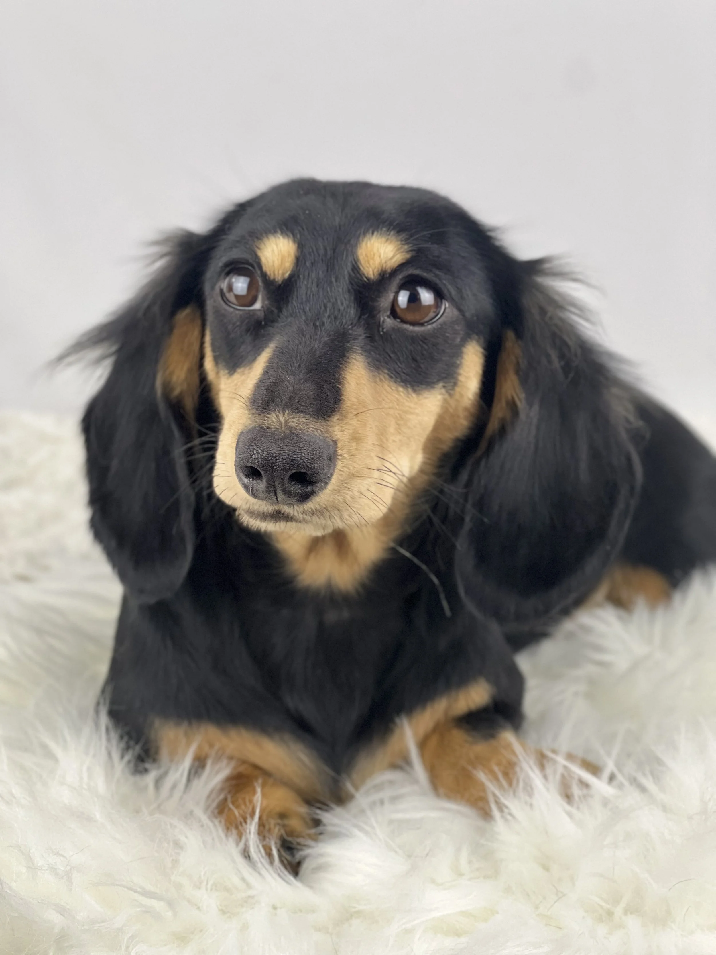 Close-up of a black and cream dachshund sitting outdoors on a white surface, with a background of green bushes and a clear blue sky.