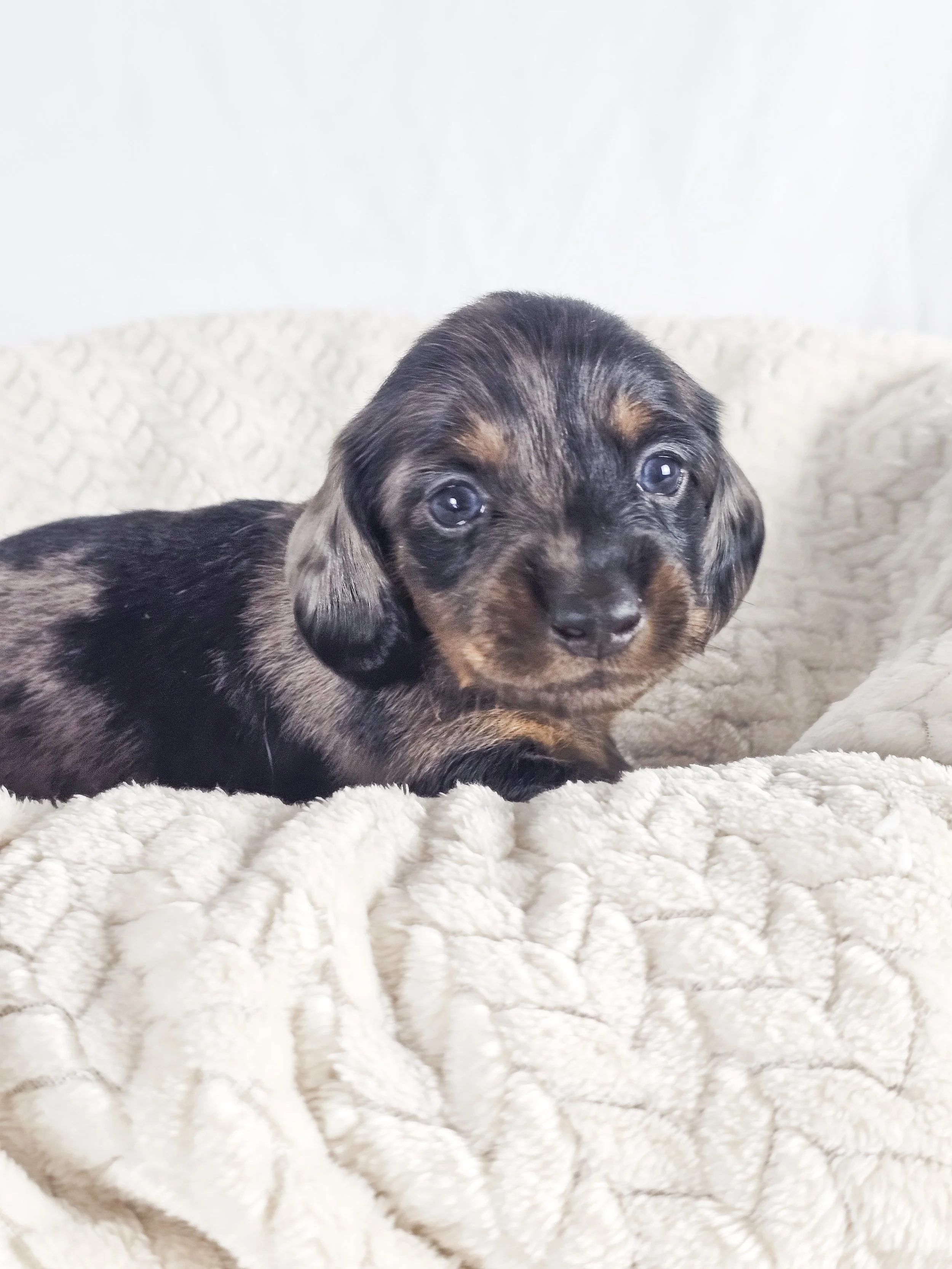 Honeydew (longhaired boy, $2500 with a $500 deposit towards total)