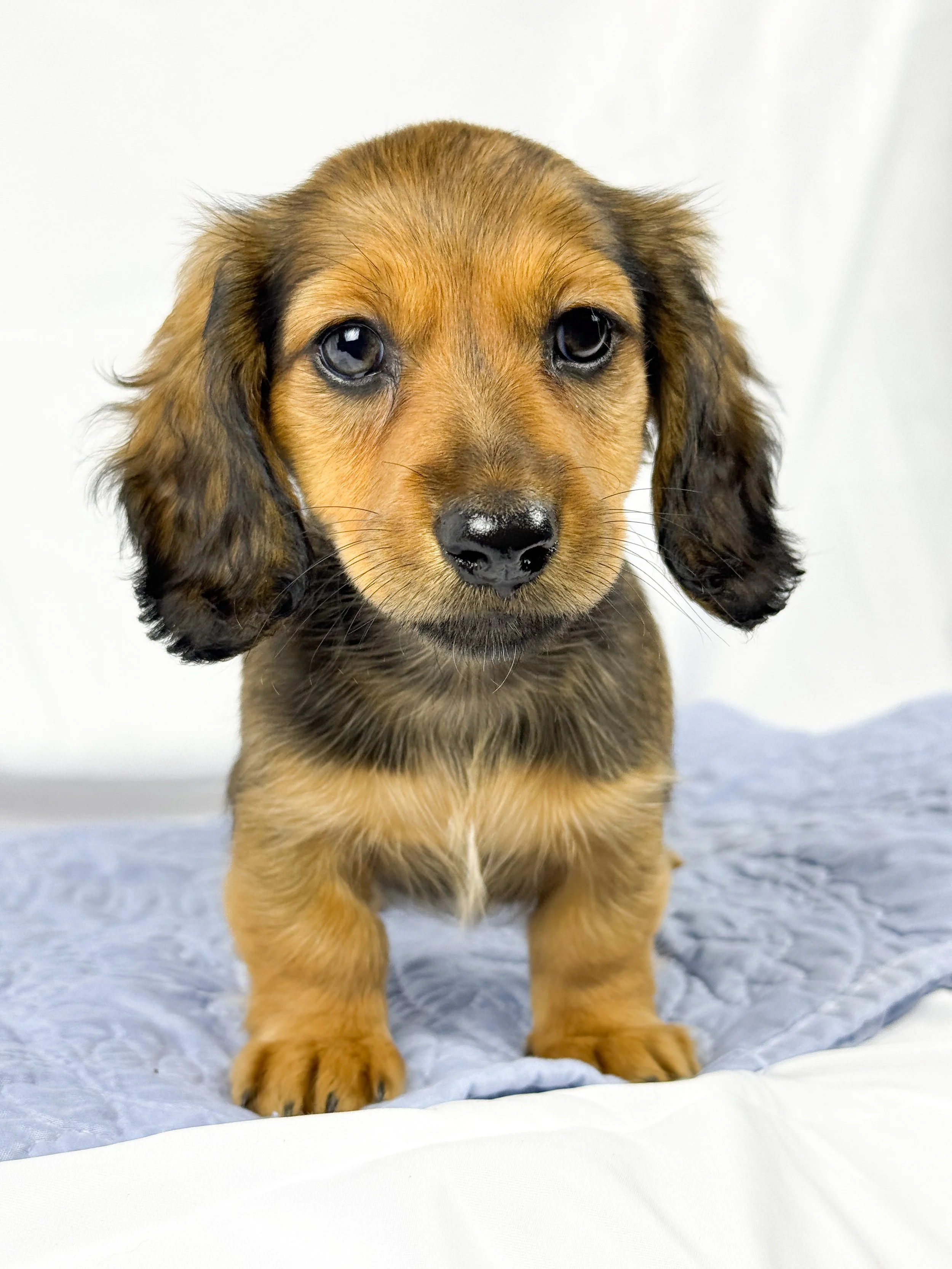 Wavy aka Tate (RESERVED, longhaired girl)