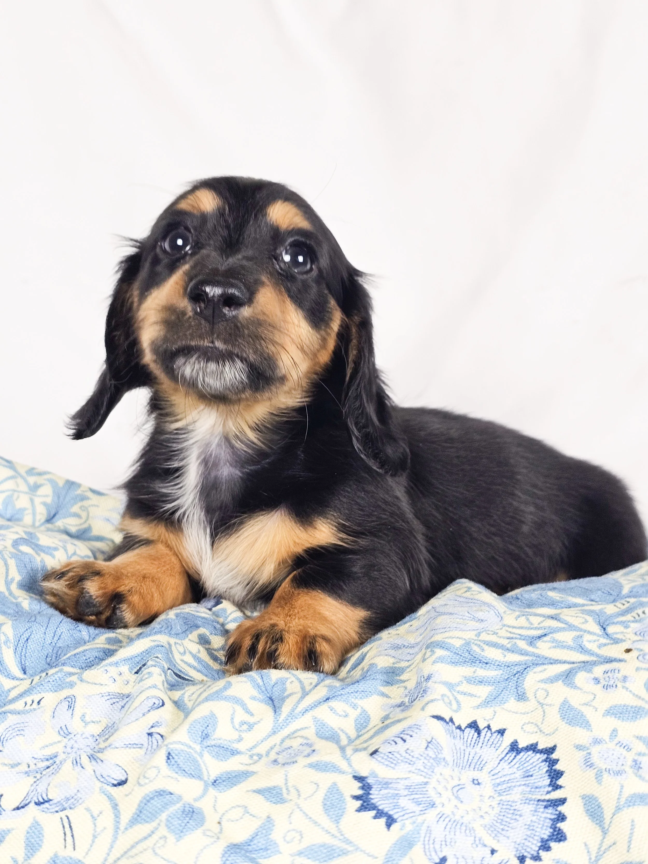 Limon (RESERVED, longhaired girl)