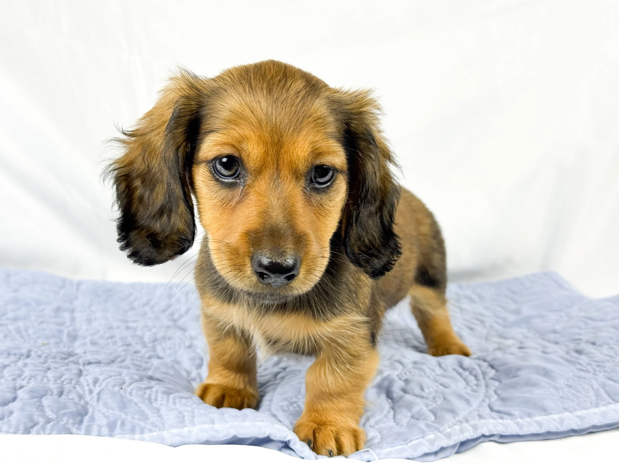 Wavy aka Tate (RESERVED, longhaired girl)