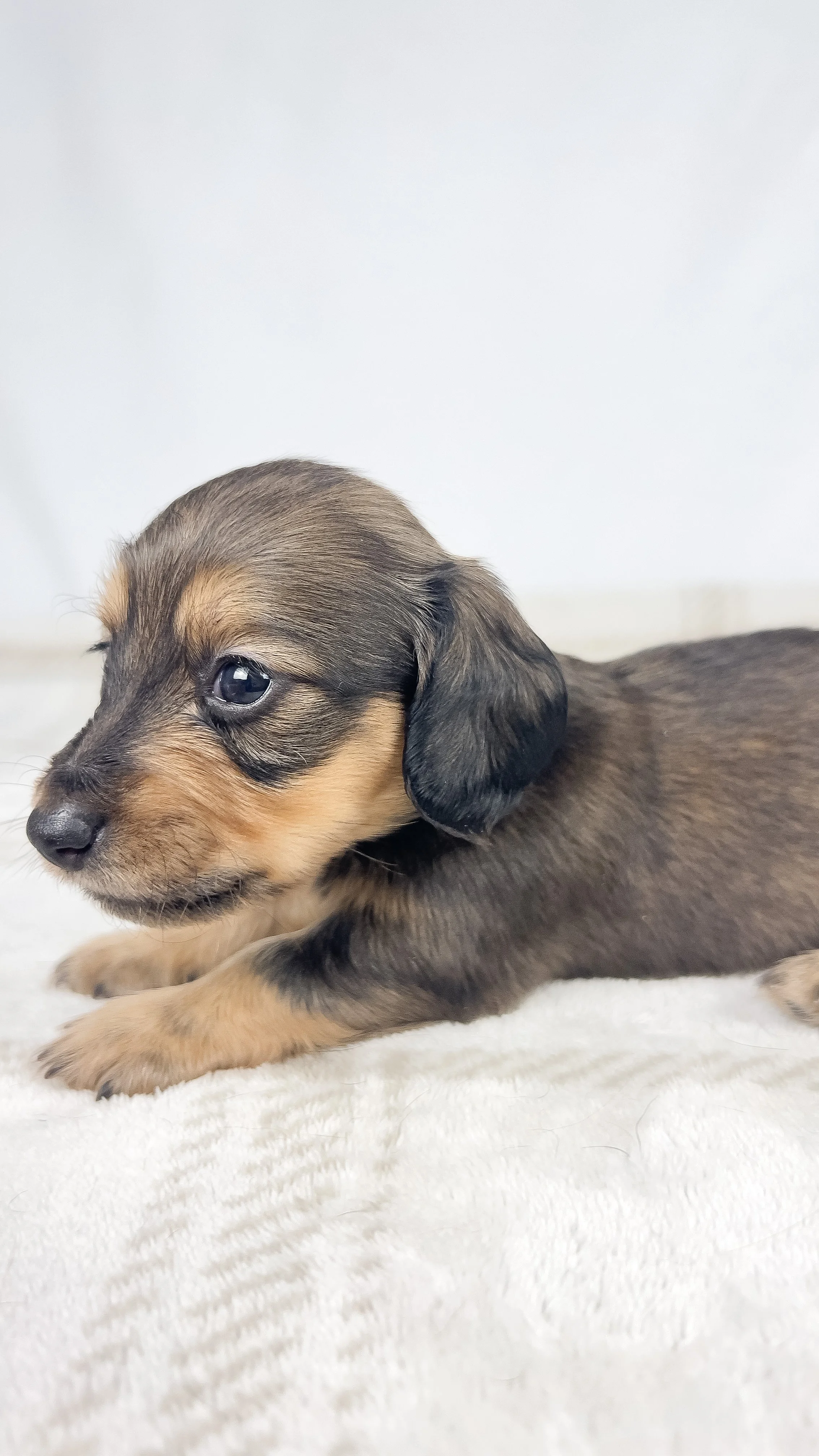 Cherry (longhaired boy, $3000 with a $500 deposit towards total)