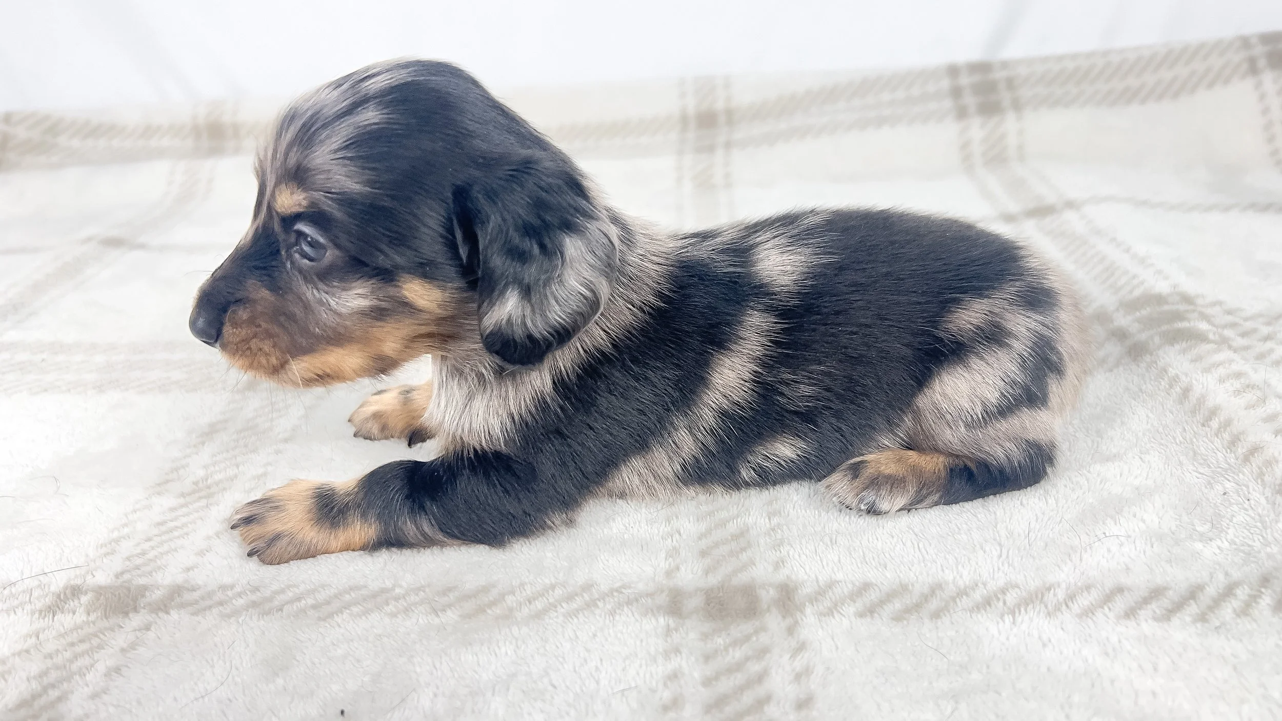 Strawberry aka Tank (RESERVED, longhaired boy)
