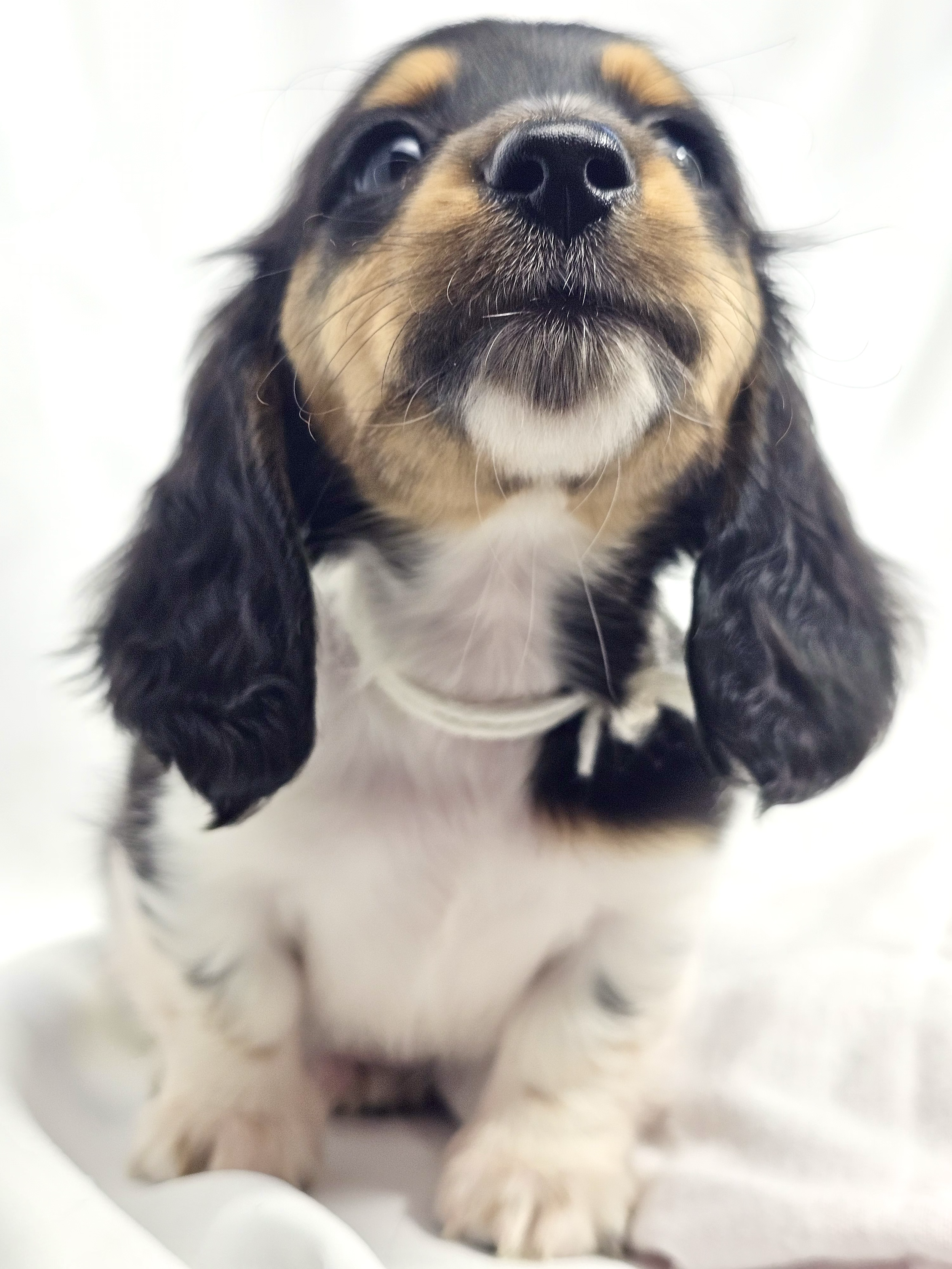 Marshmallow (RESERVED, longhaired boy)