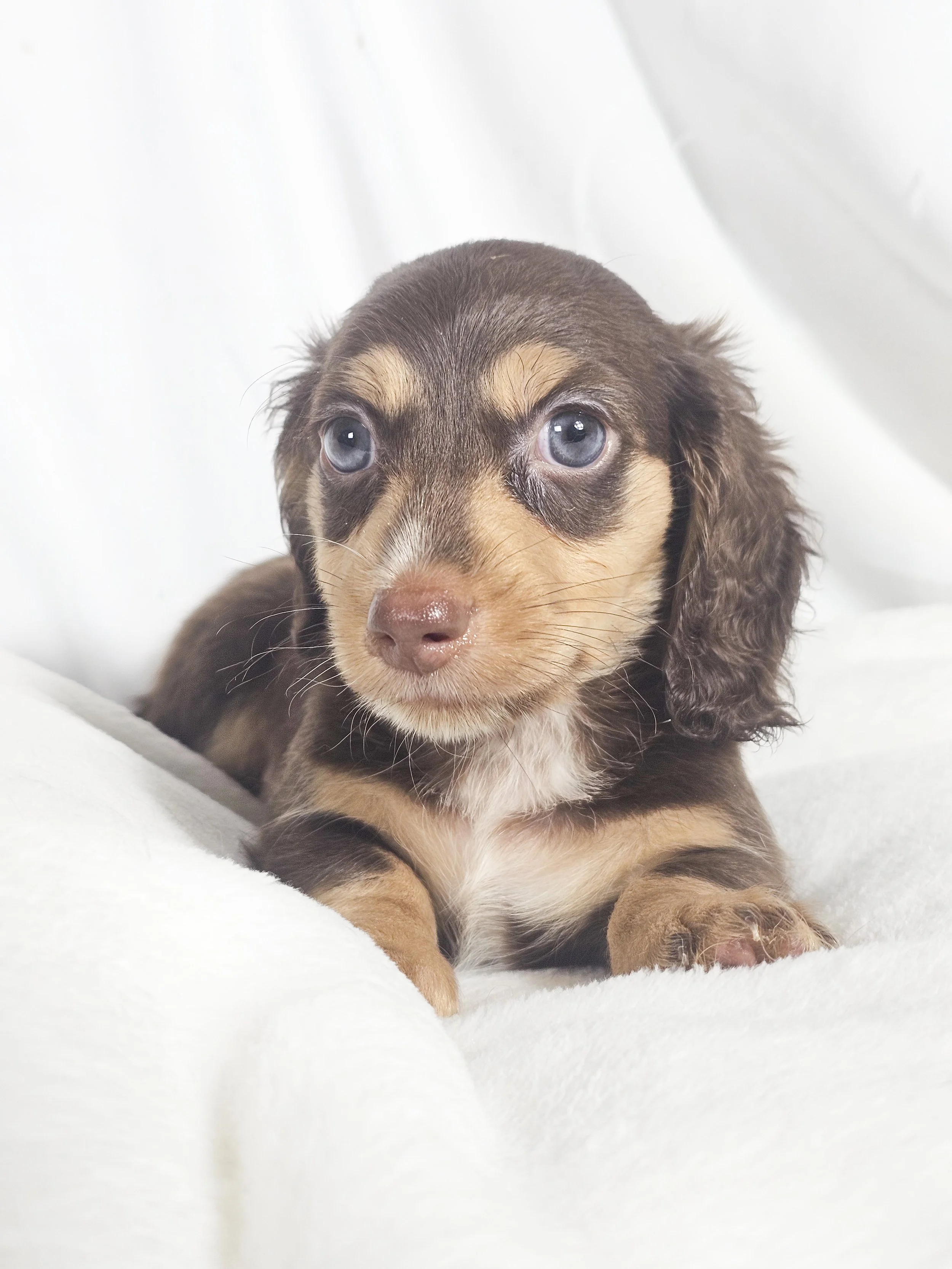 Twists HBBQ (RESERVED, longhaired boy)