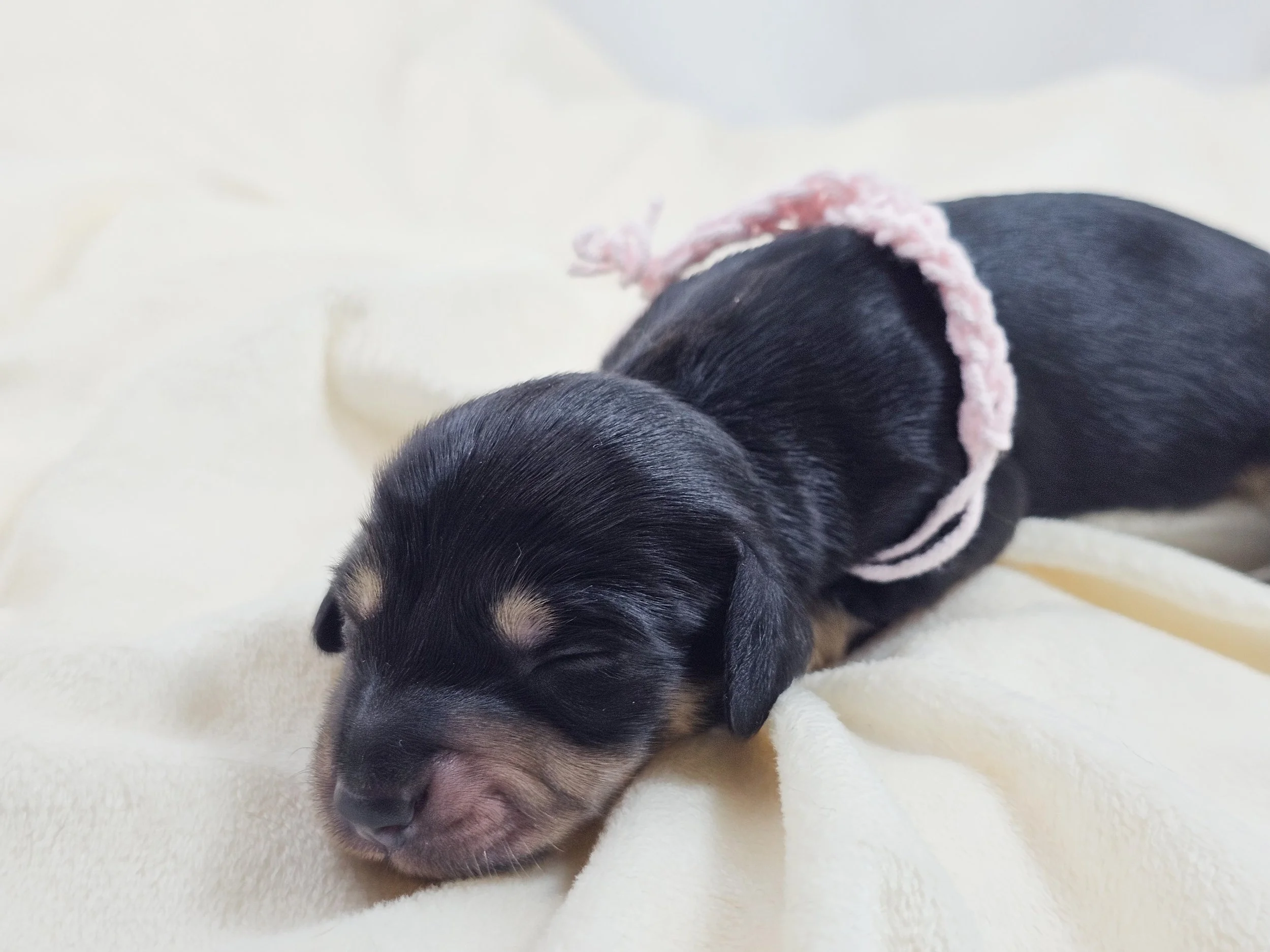 Bun (longhaired girl, $3300 with a $500 deposit towards total)