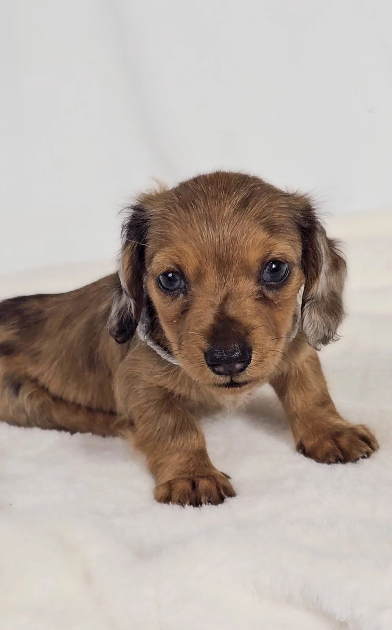 Orchid (RESERVED, longhaired girl)