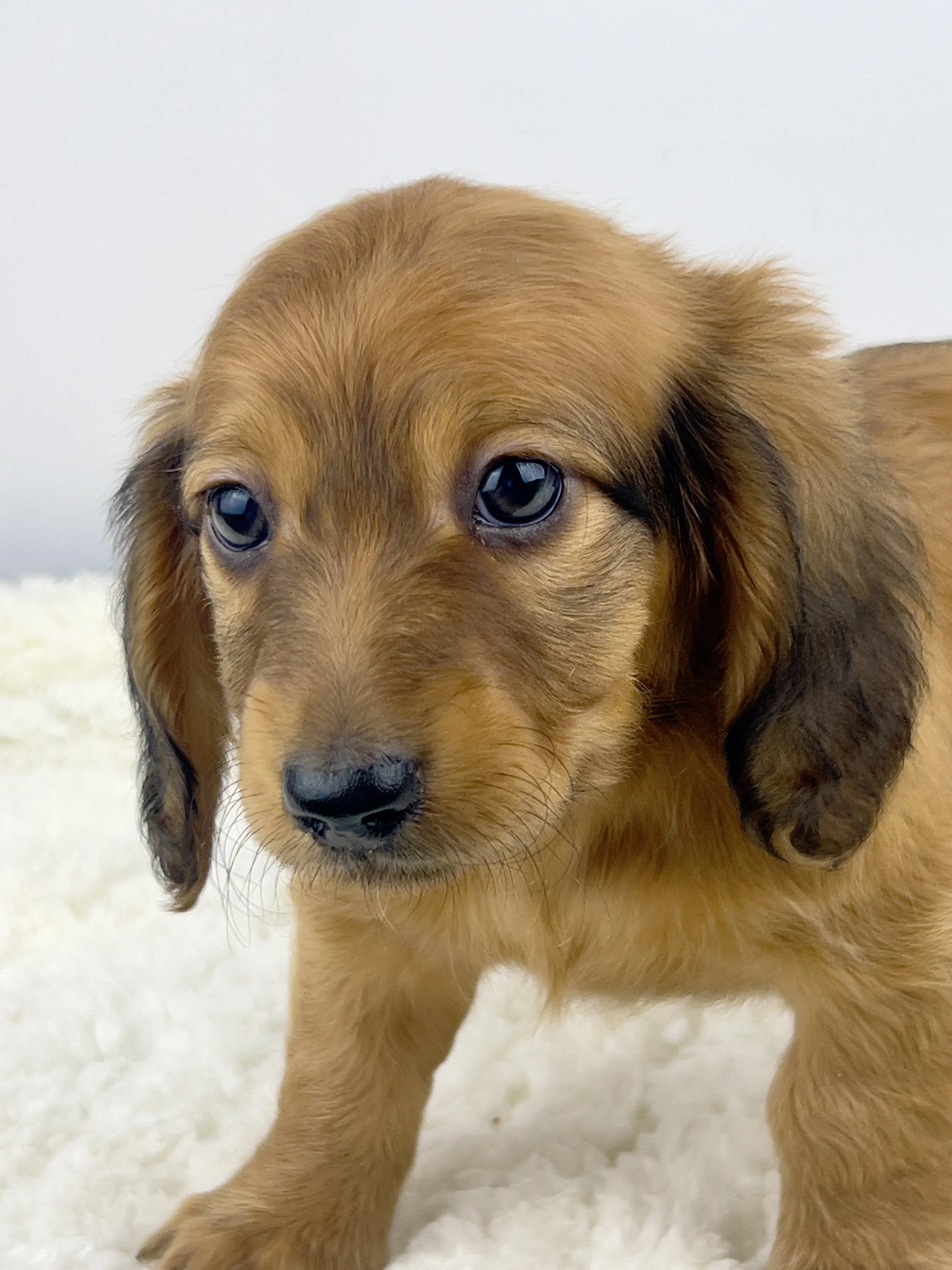 Pecan Crunch aka Duke (RESERVED, longhaired boy)