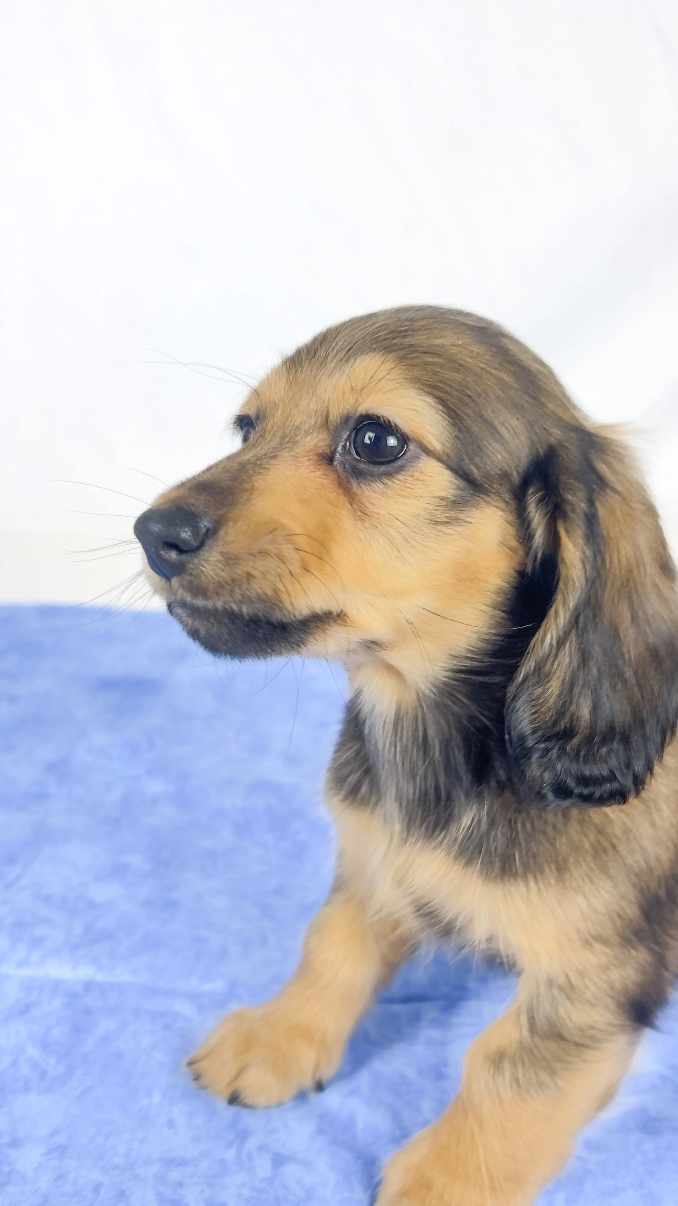 Whip cream (RESERVED, longhaired girl)