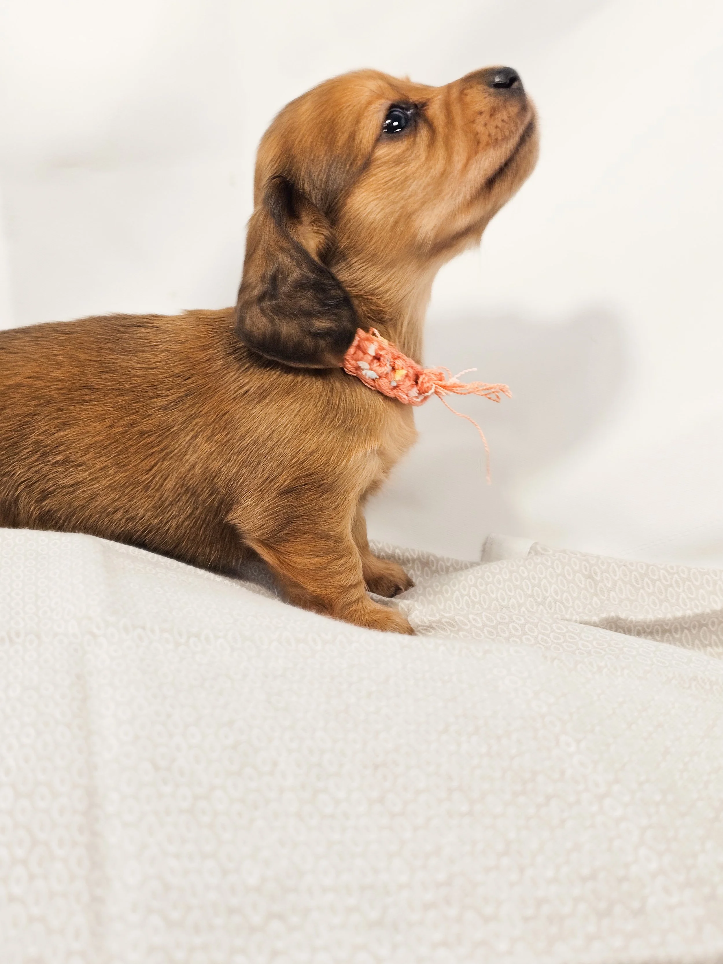Bean (longhaired girl, $4000 with a $500 deposit towards the total)
