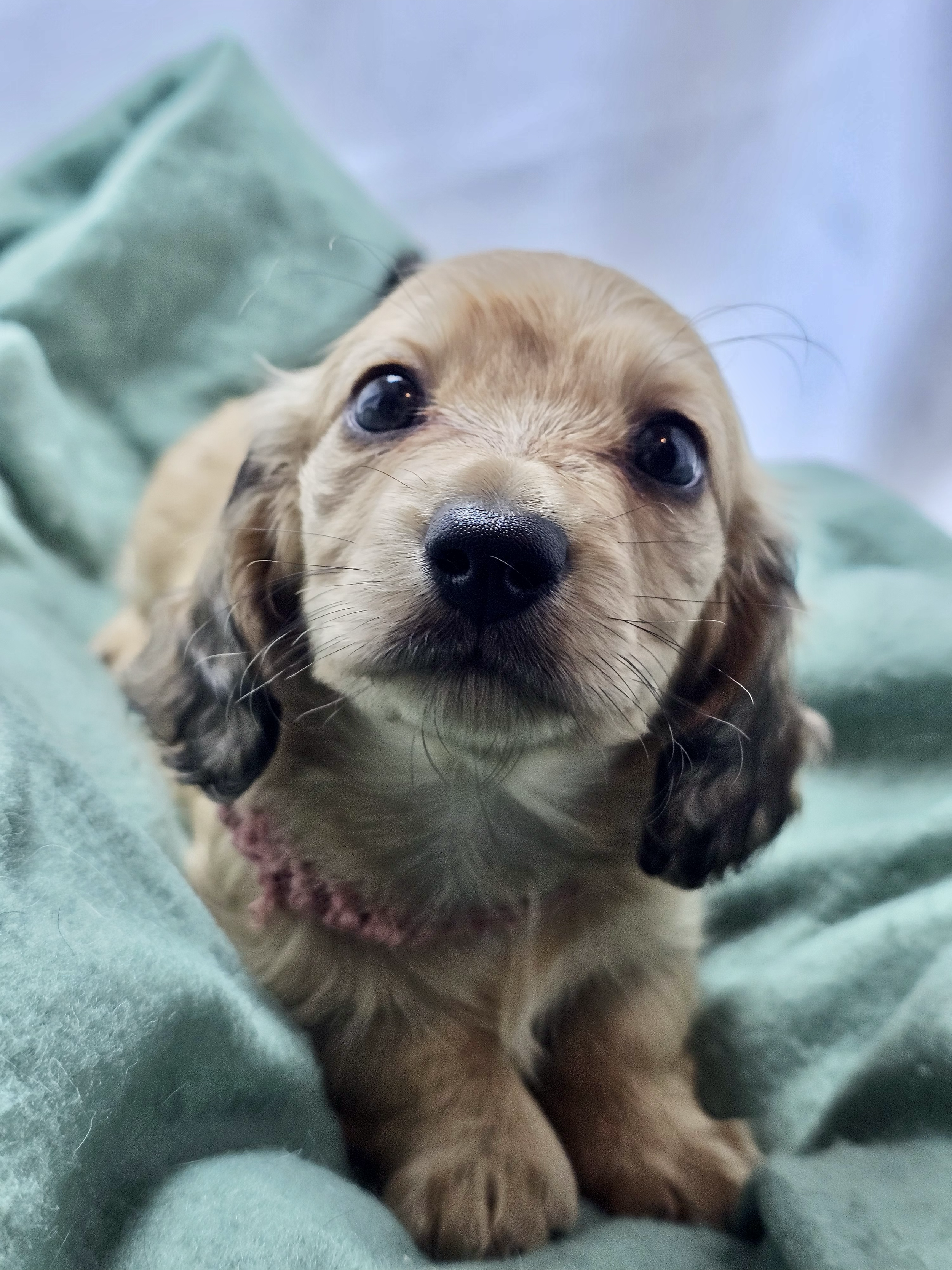 Pistachio aka Mochi (RESERVED, longhaired girl)