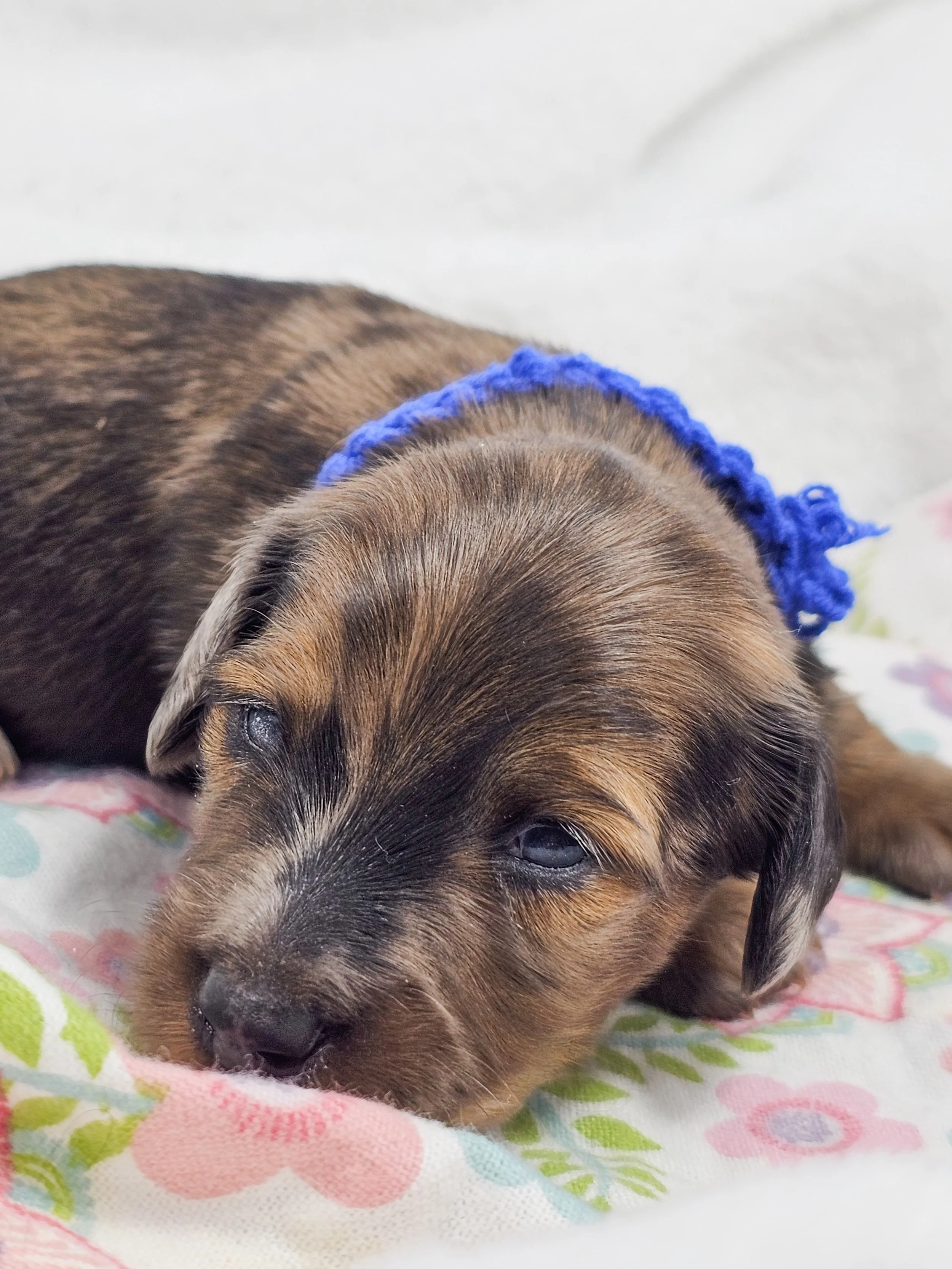 Bucket (RESERVED, longhaired boy)