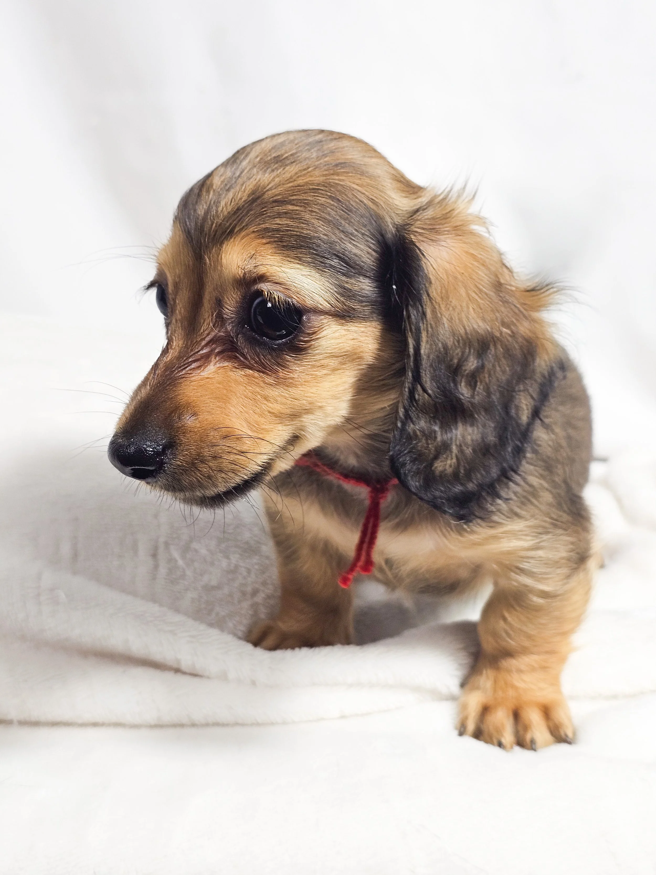 Peach aka Maple (RESERVED, longhaired girl)