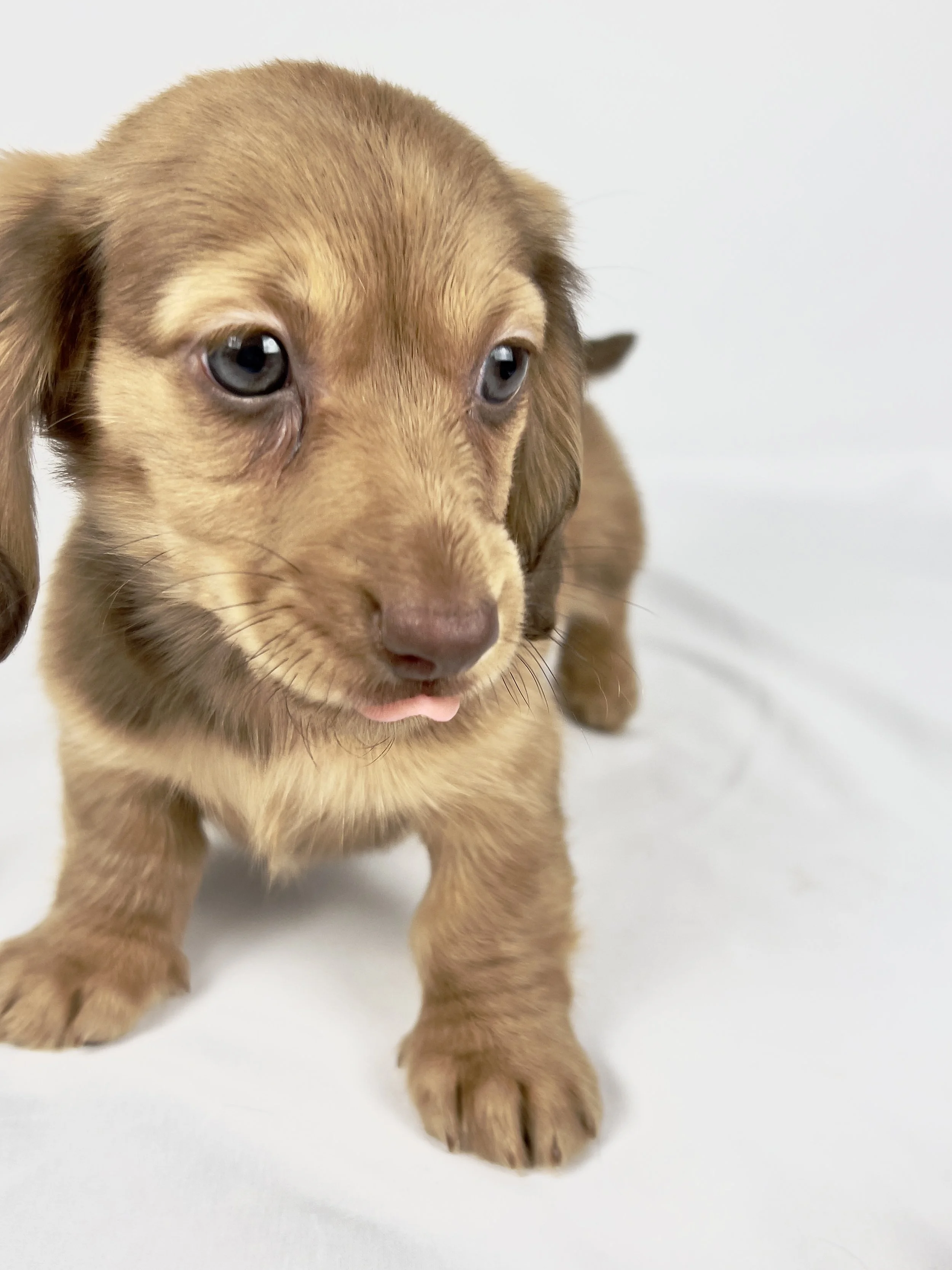 Crème (RESERVED, longhaired girl)