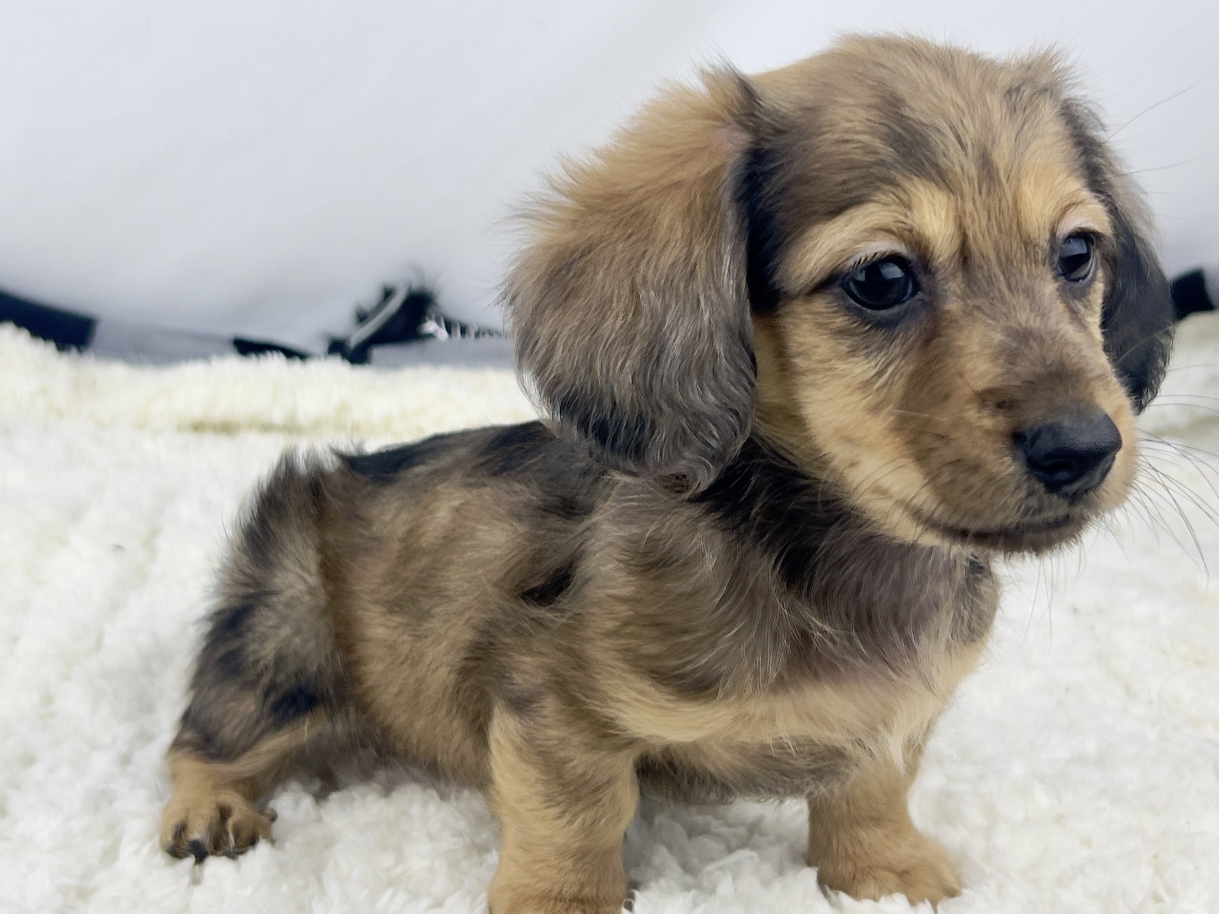 Pumpkin Brûlée aka Whiskey (RESEVED, longhaired boy)