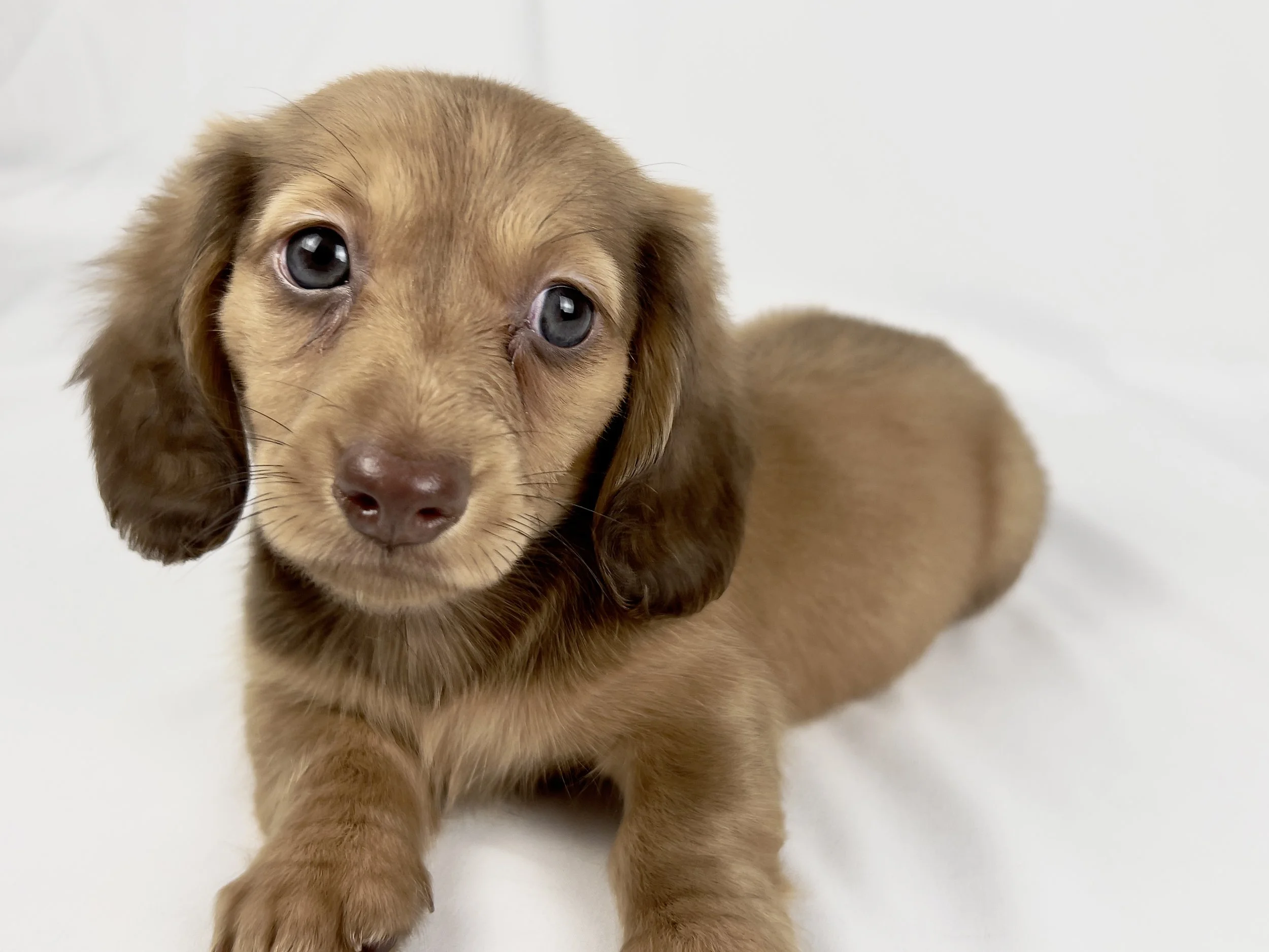 Crème (RESERVED, longhaired girl)