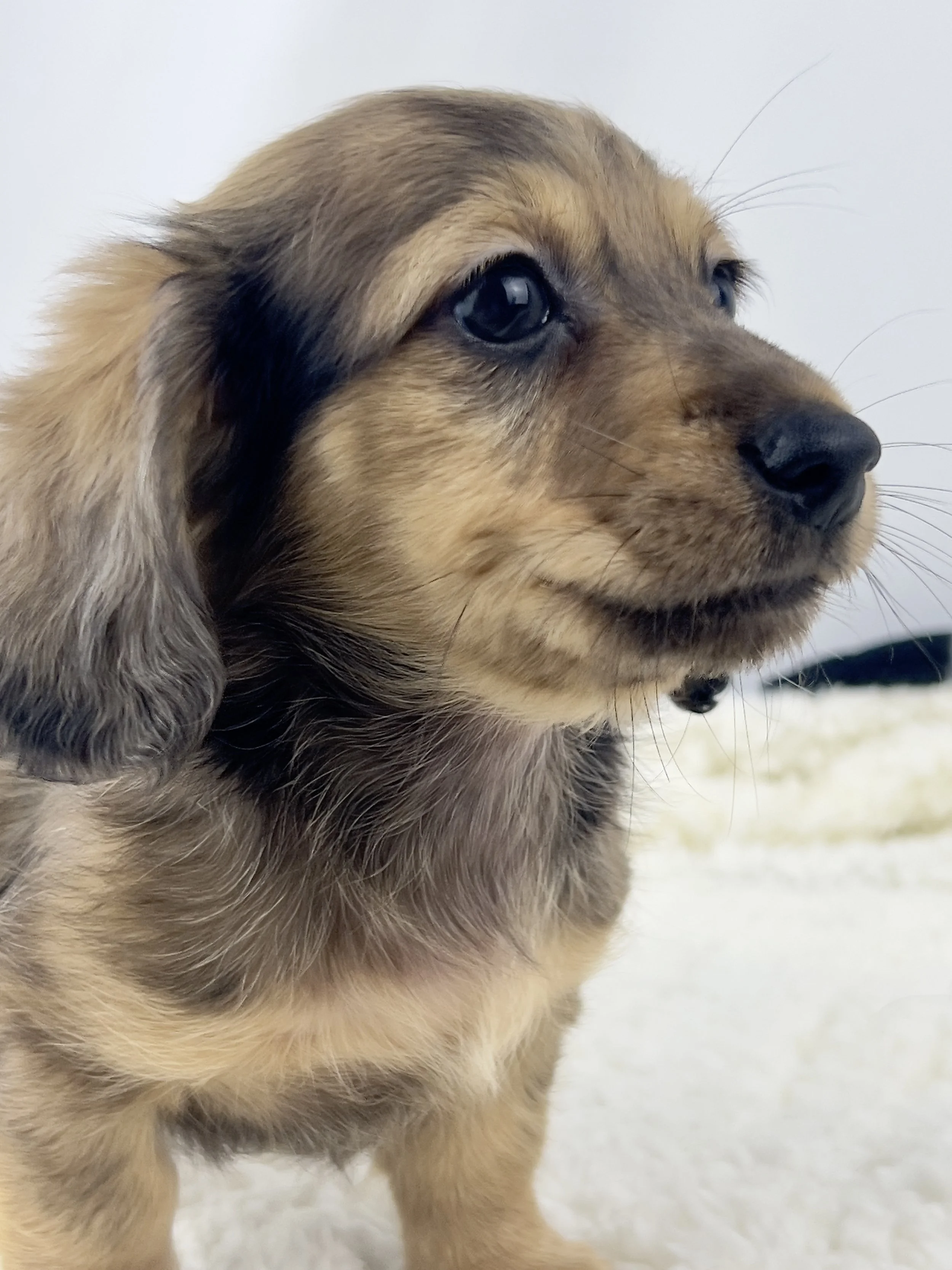 Pumpkin Brûlée aka Whiskey (RESEVED, longhaired boy)