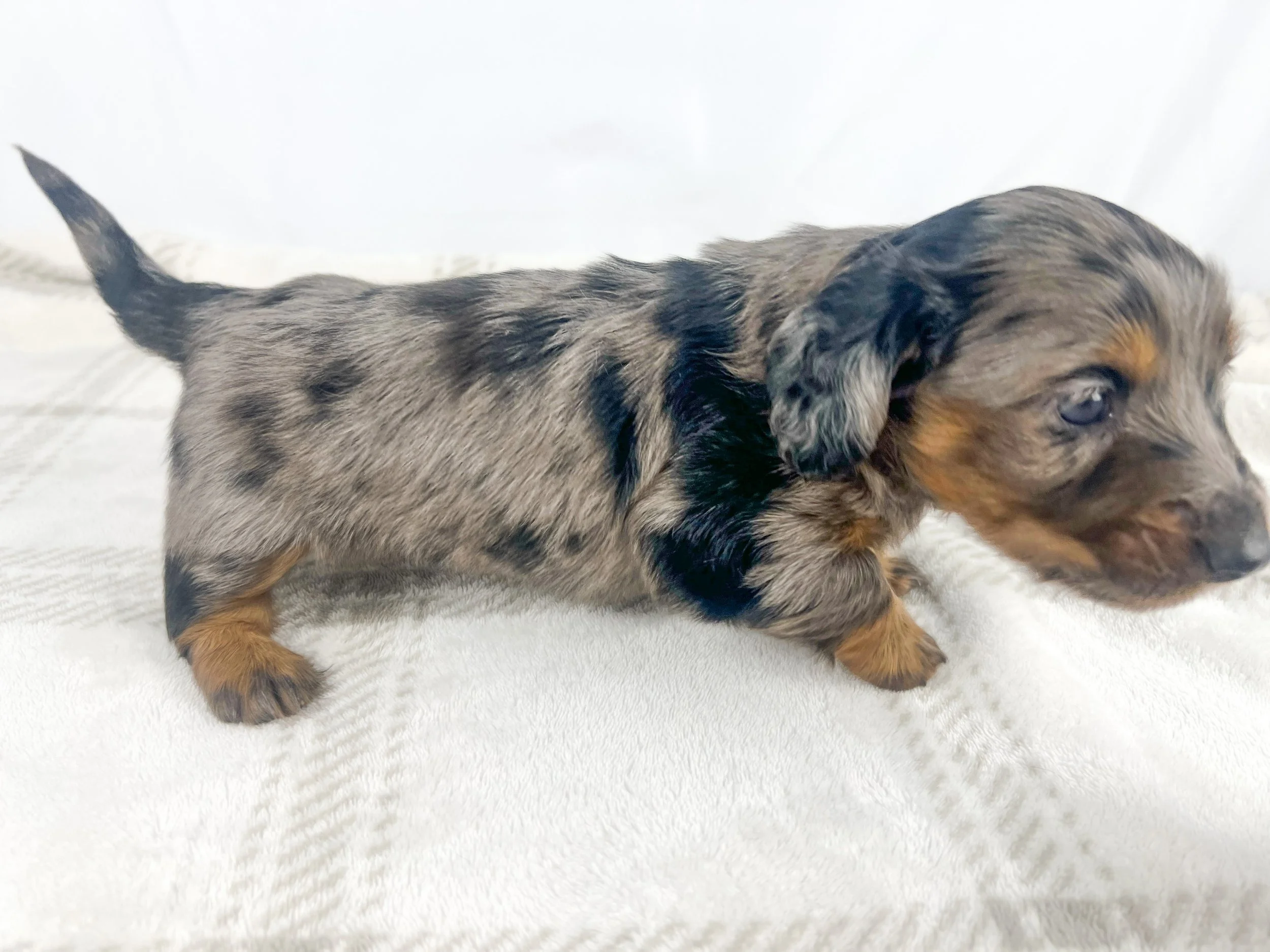 Cadbury aka Winston (RESERVED, longhaired boy)