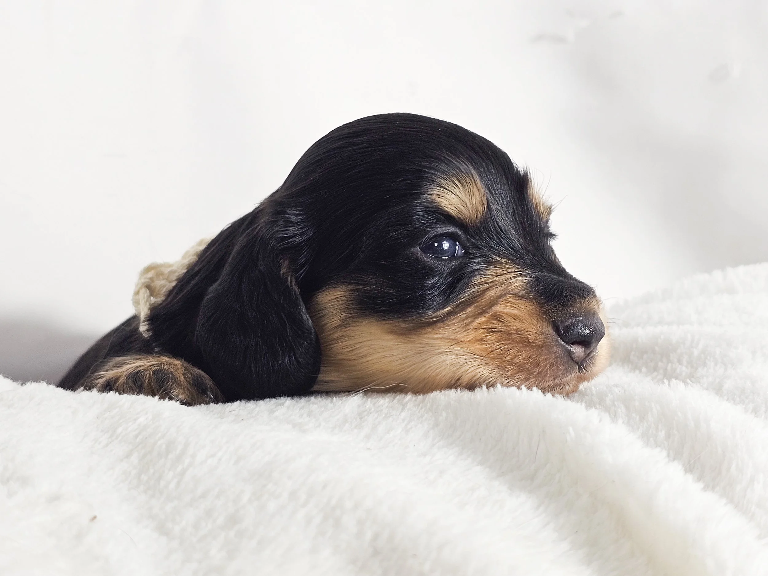 Salted Caramel Cream (longhaired girl, $3000 with a $500 deposit towards total)