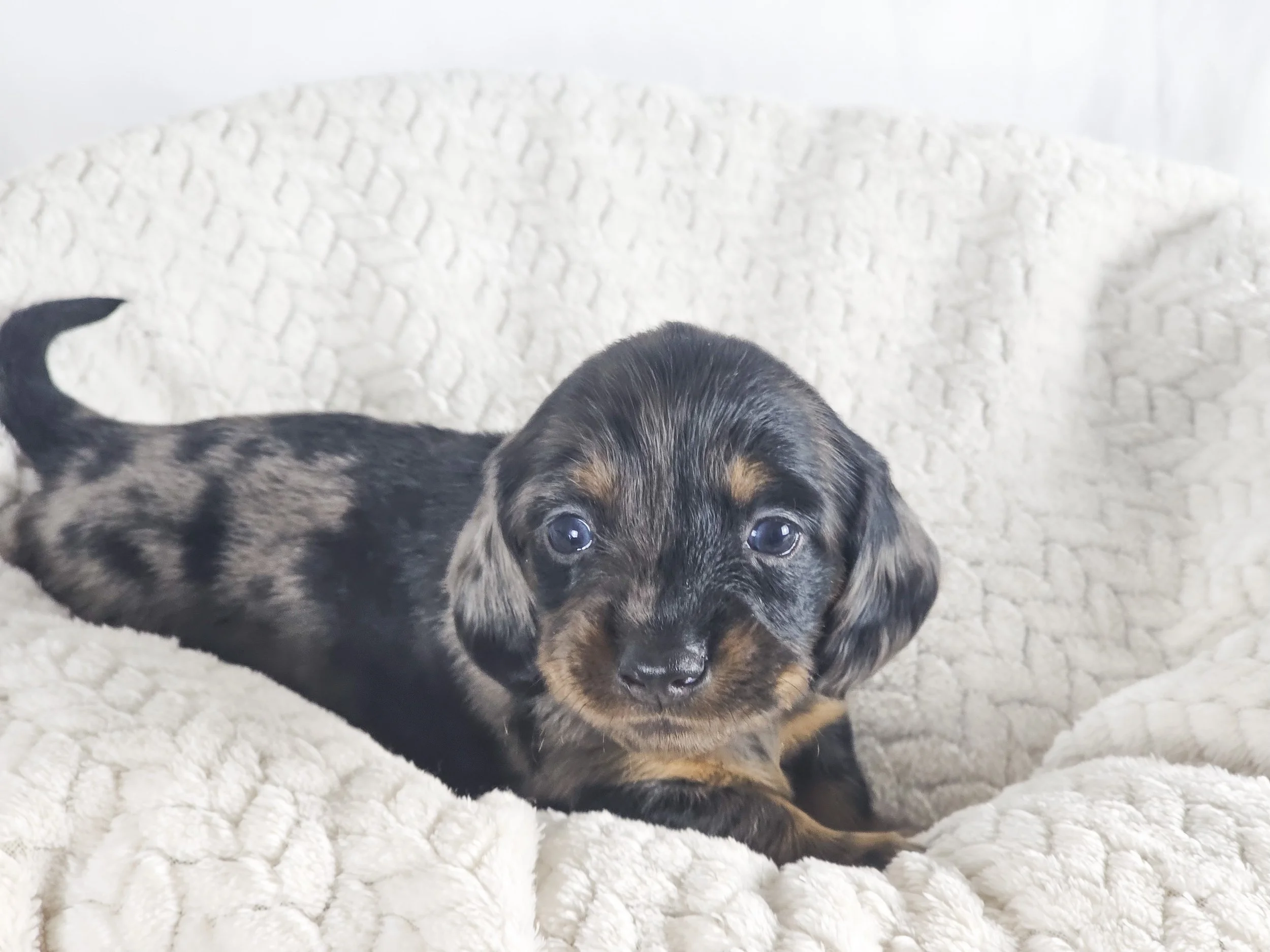 Honeydew (longhaired boy, $2500 with a $500 deposit towards total)