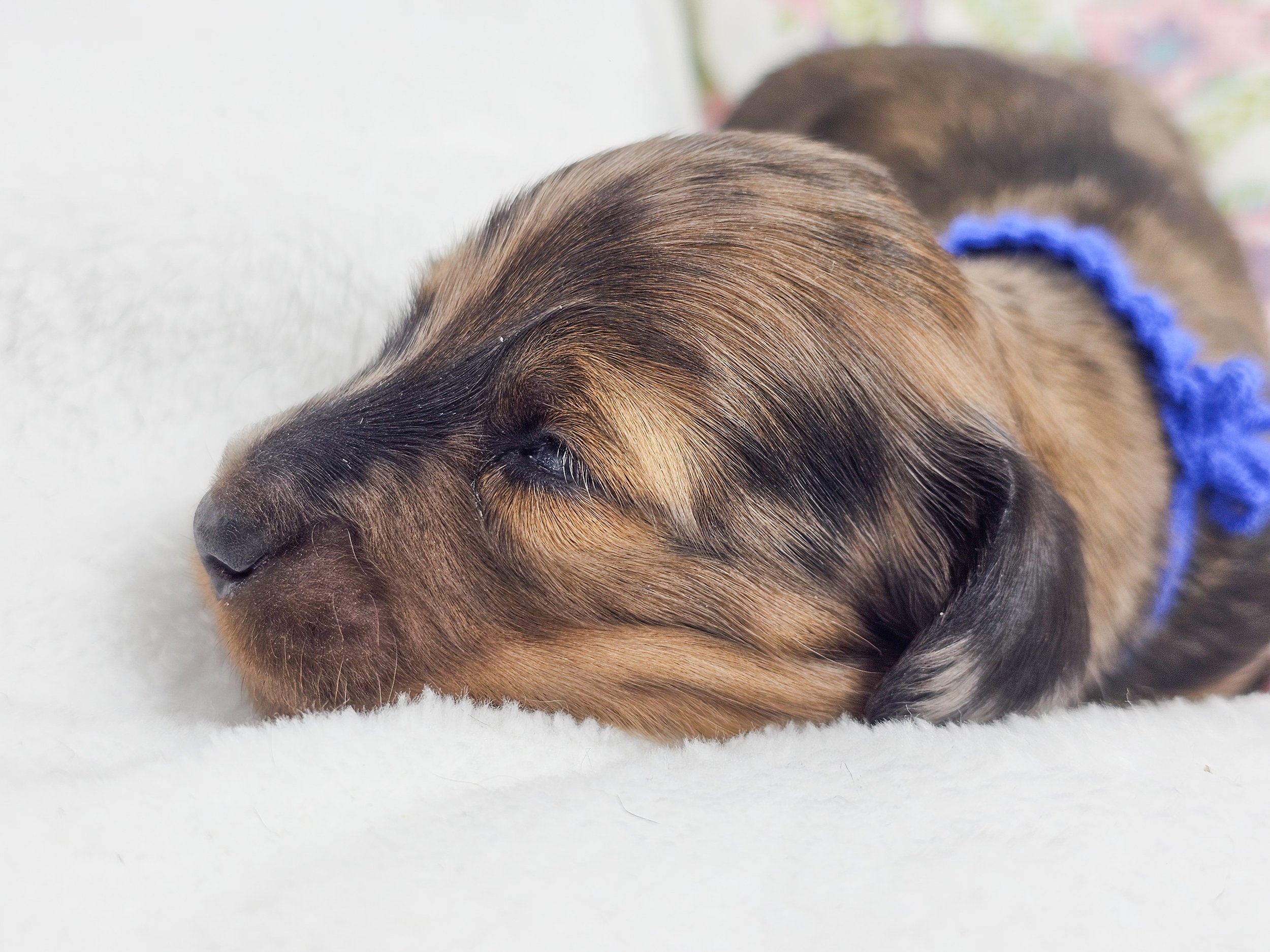 Bucket (RESERVED, longhaired boy)