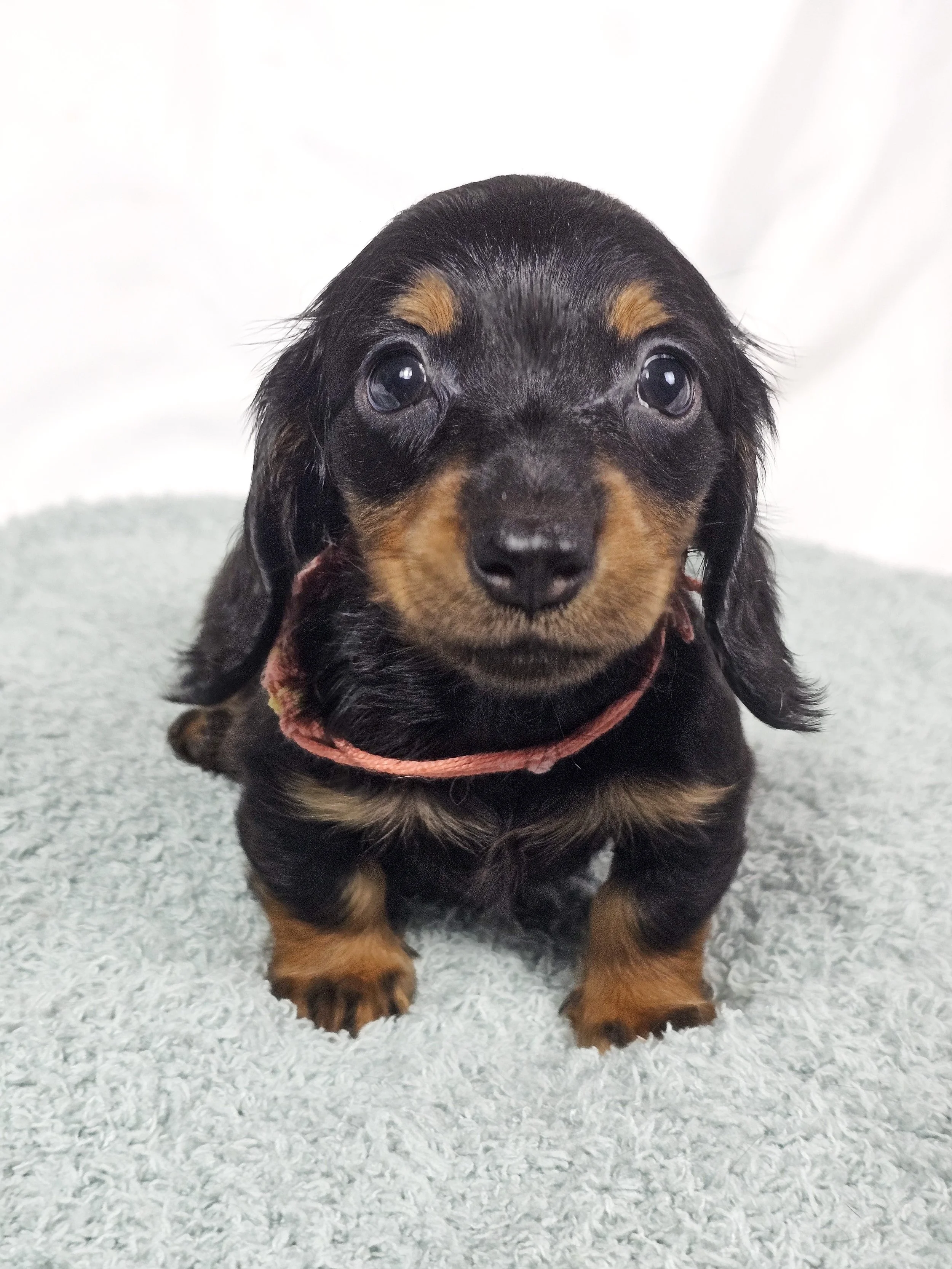 Berry (RESERVED, longhaired girl)