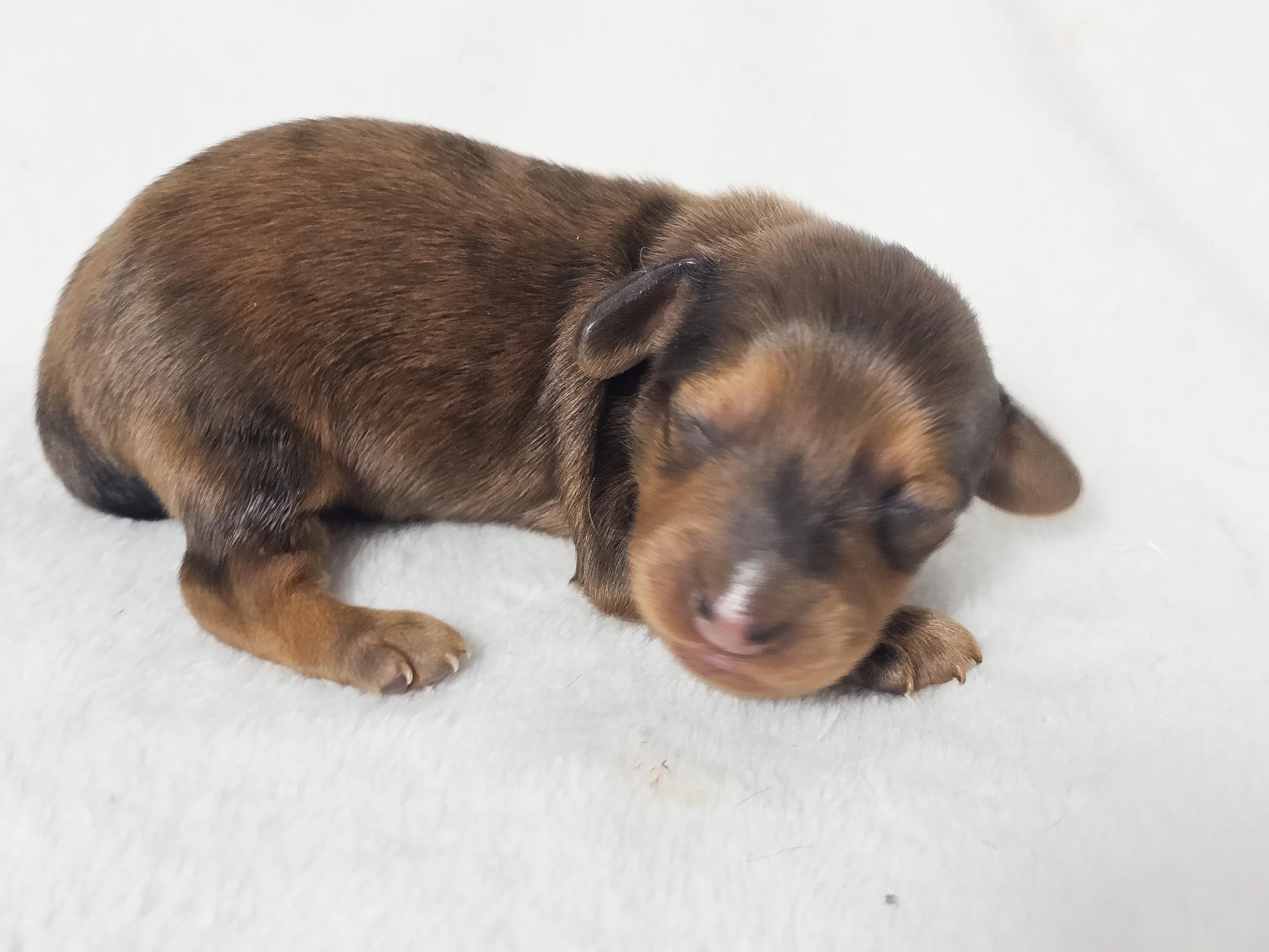 Plum (longhaired boy, $3000 with a $500 deposit towards total)