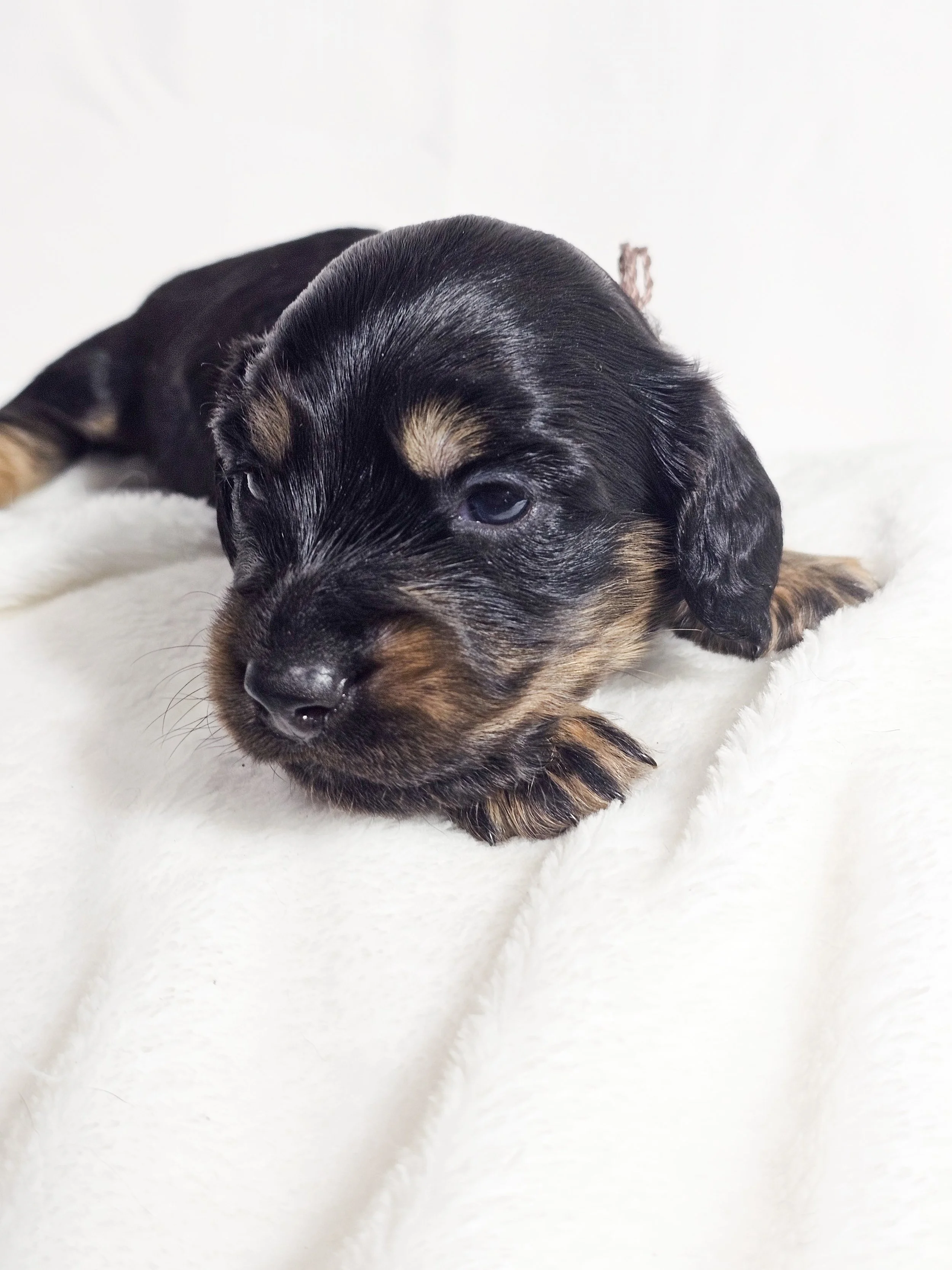 Chocolate Cream (longhaired boy, $3000 with a $500 deposit towards total)