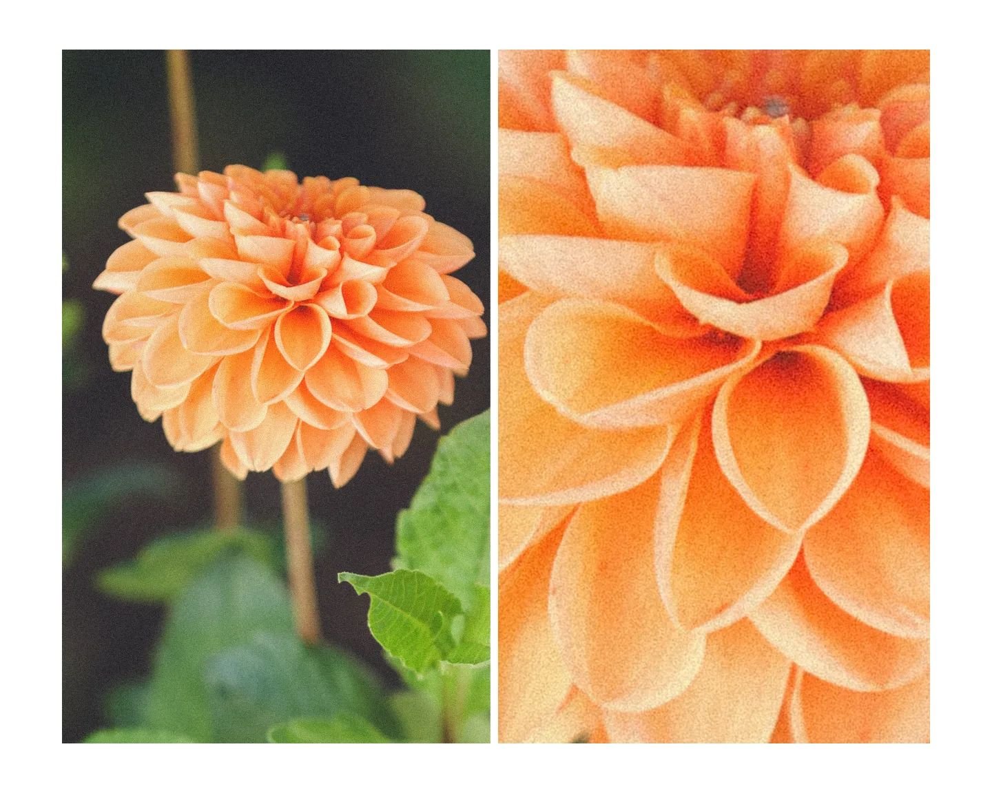 Beauty! 

#flowers #dahlias #vintage #nature #naturephotography #photographebassindarcachon