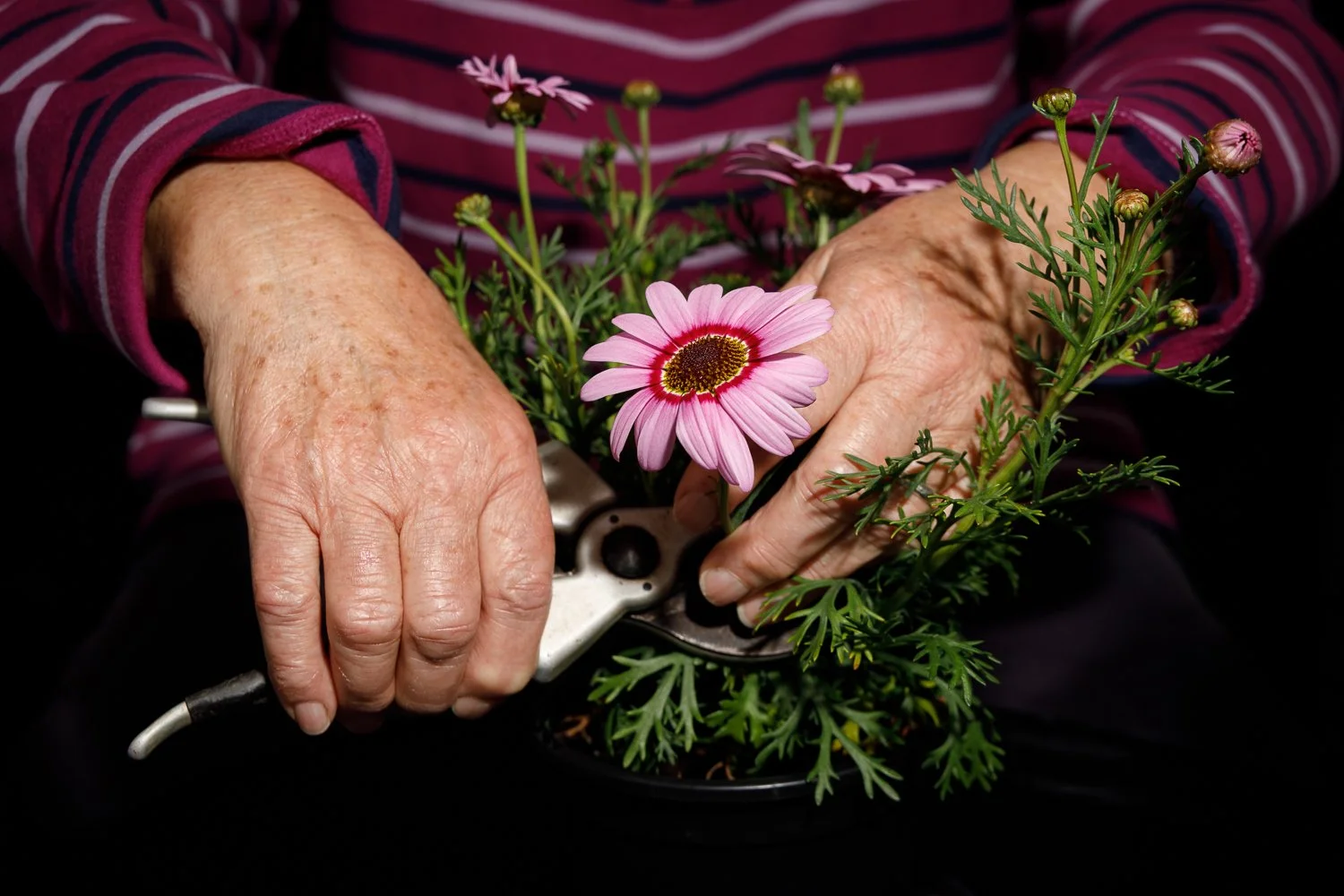 Elderly hands pruning pink daisies with pruning shears.