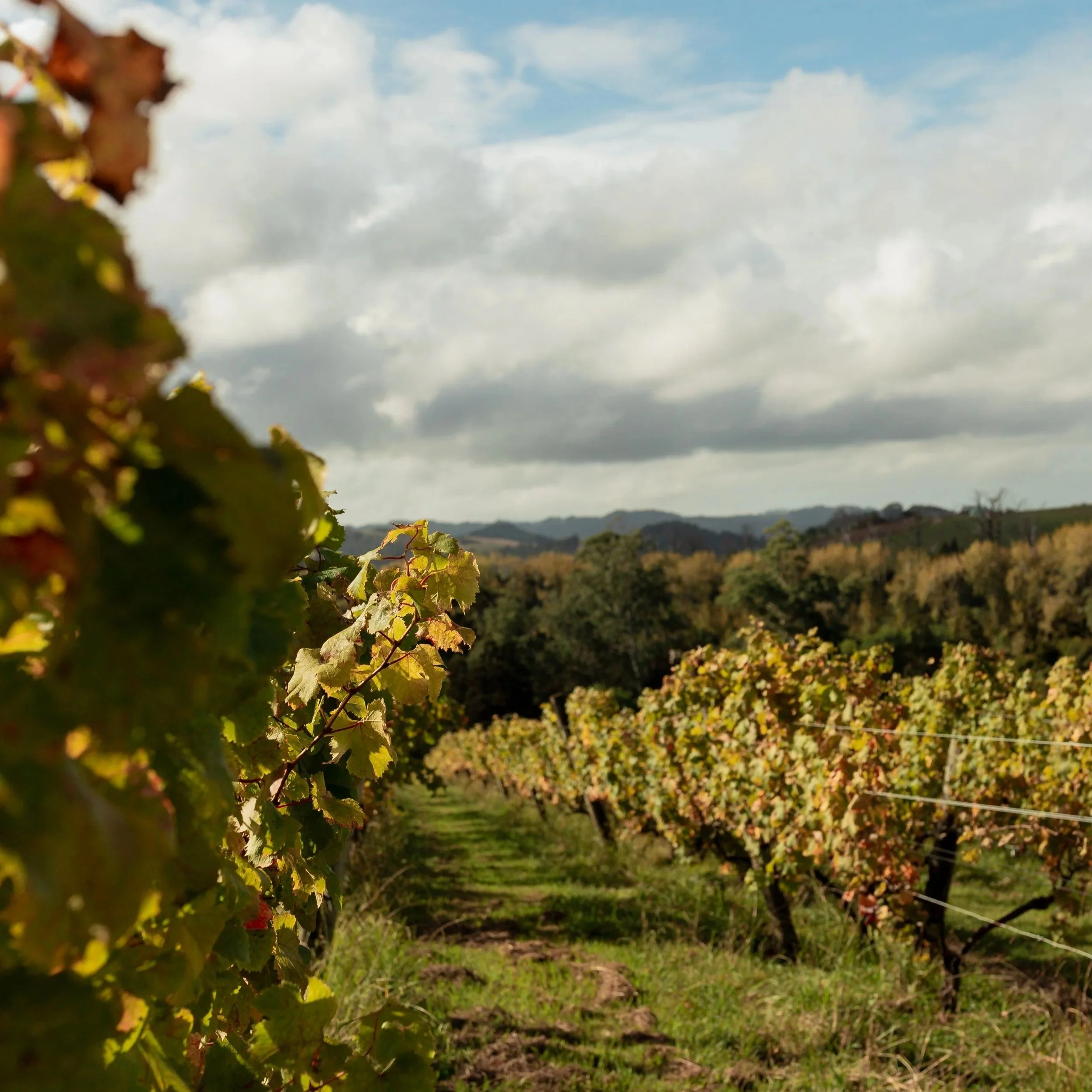 Visit our Matakana vineyard and tasting room, just 45 minutes north of Auckland.