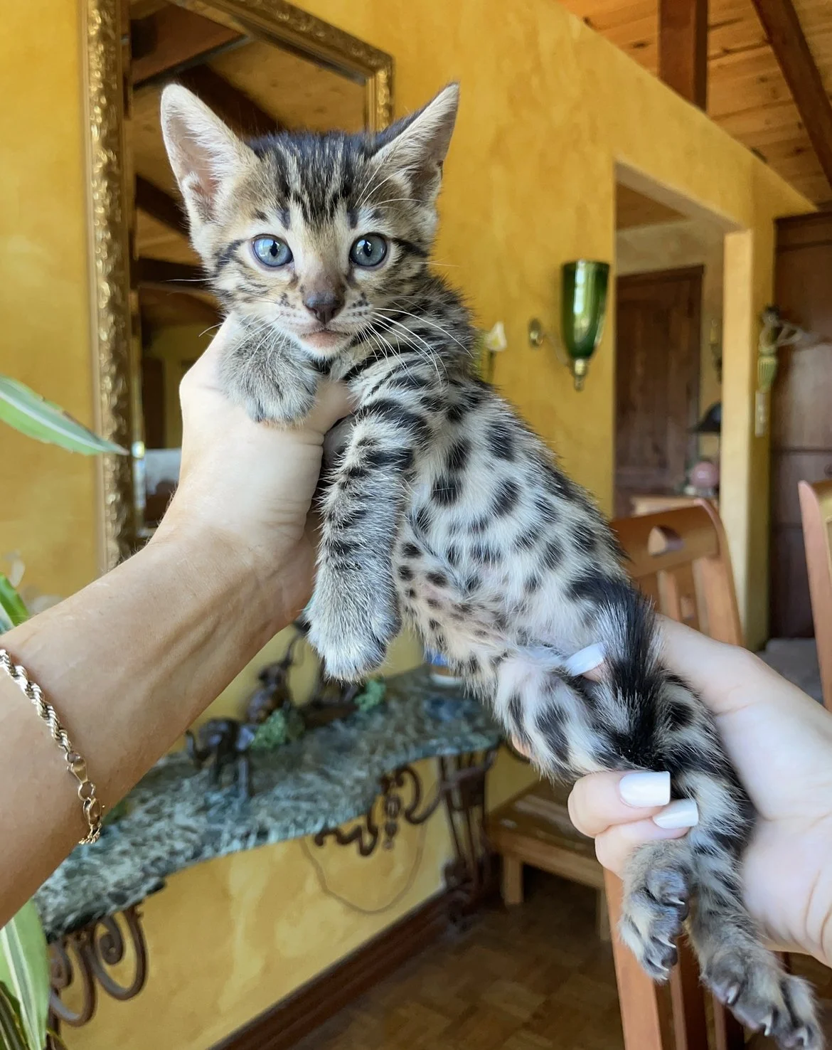 F4 Savannah Cat Kitten African Serval Savannah Kitten Price Tabby