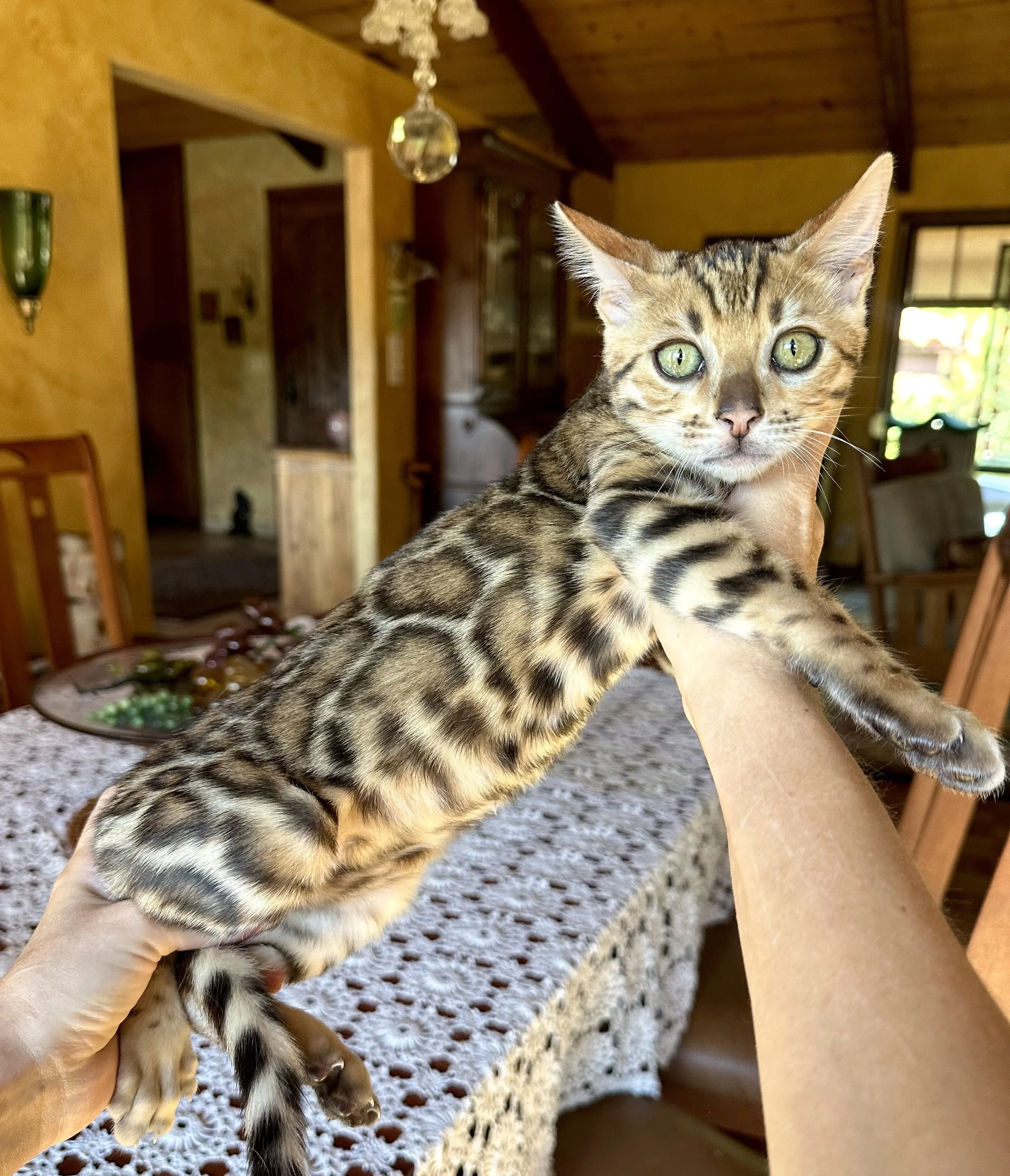 TICA Bengal Male "JAX"