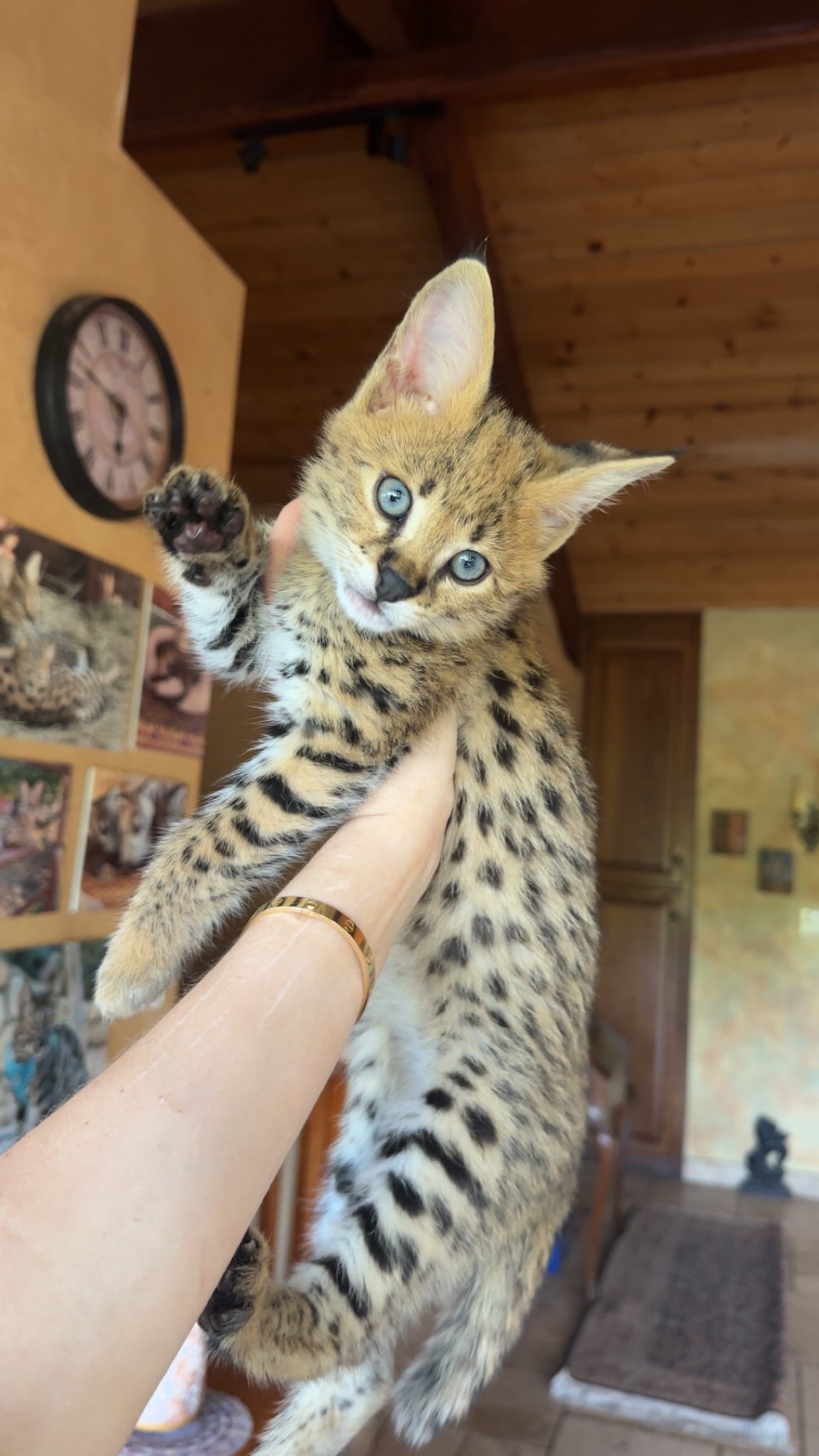 HP F1 Savannah male "Kye"