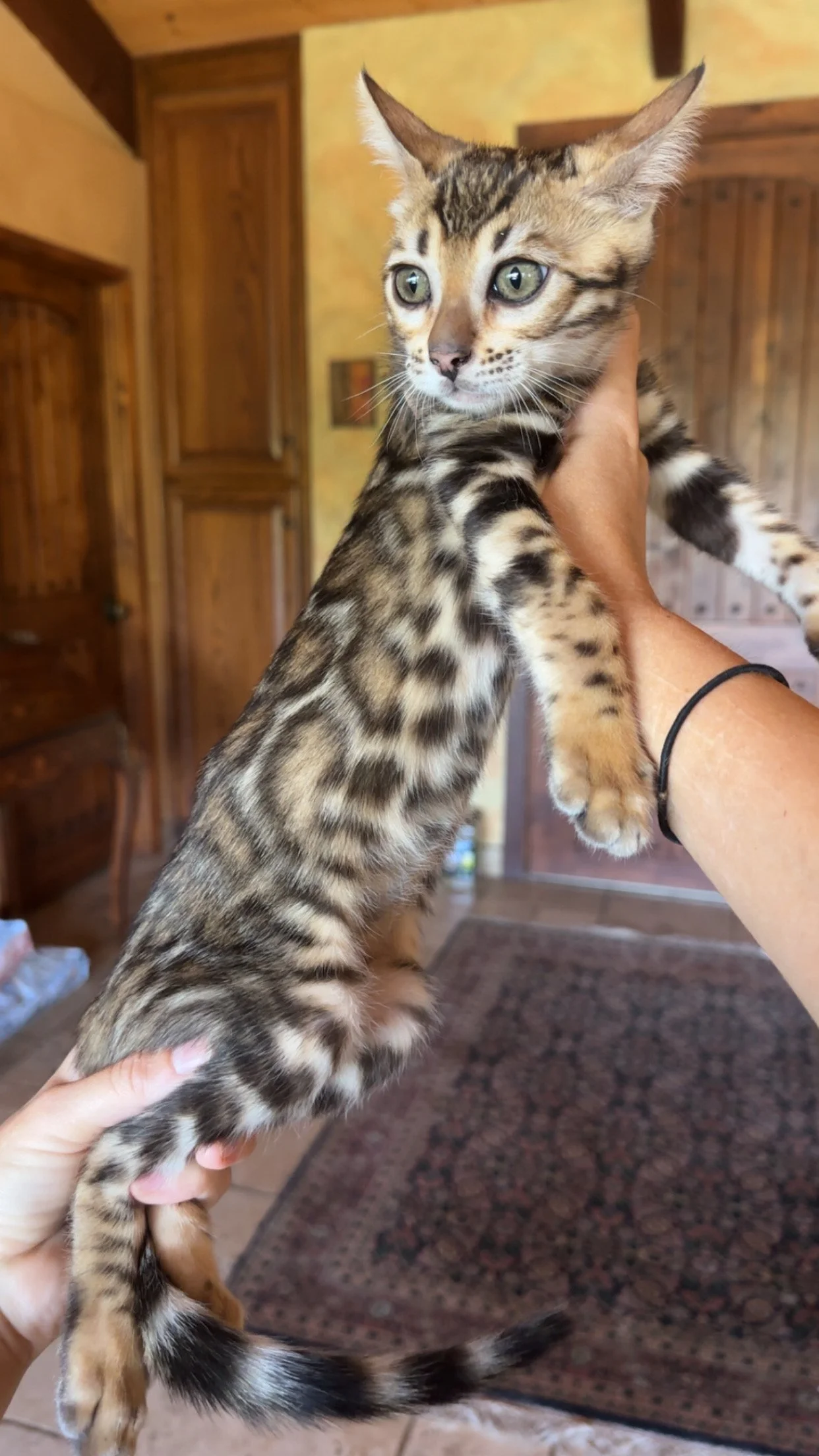 TICA Female Bengal "Jade"