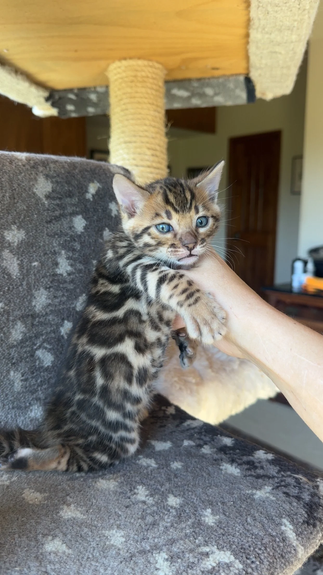 Male Bengal "Shilo"