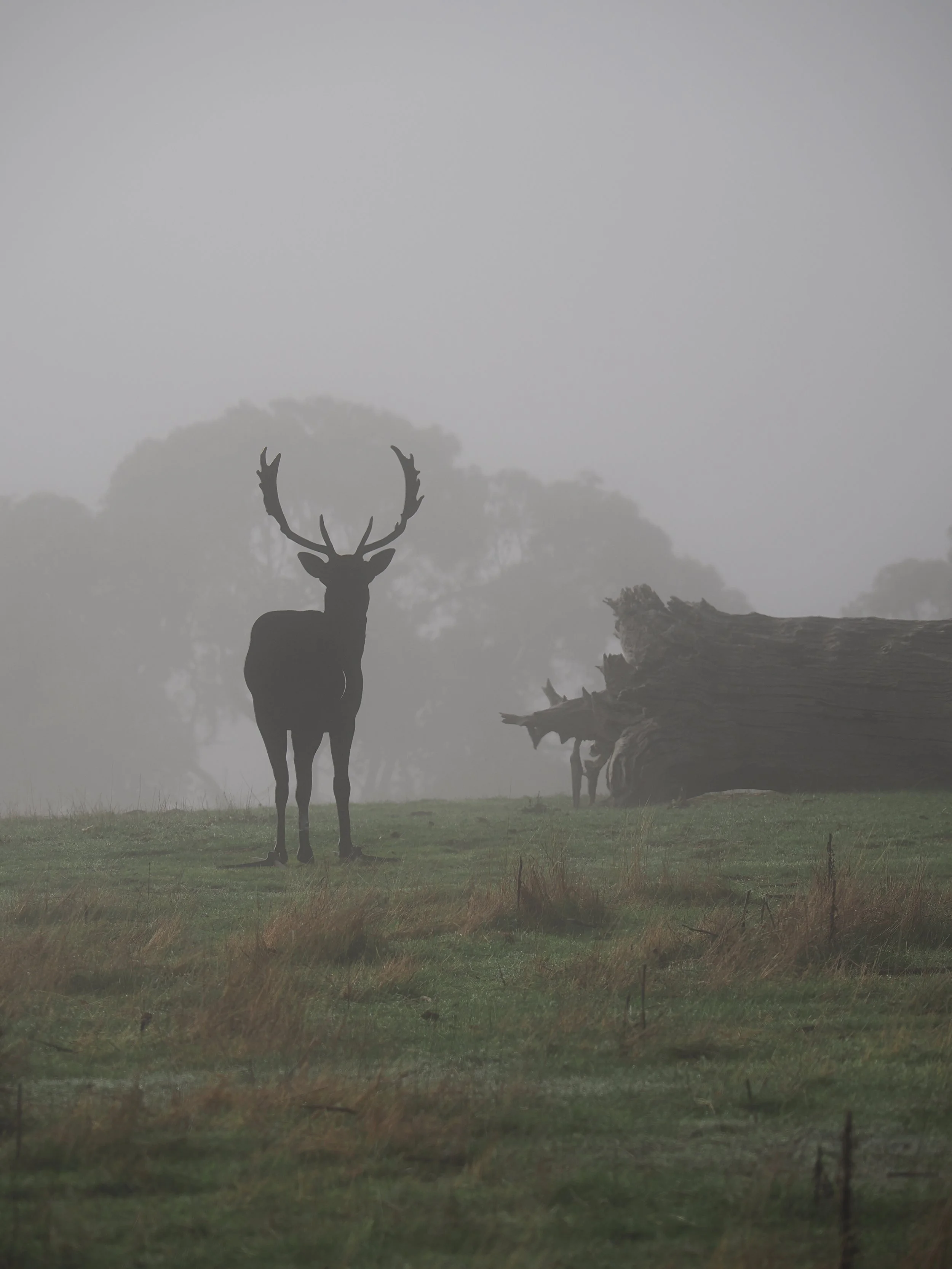 Front Facing Fallow Deer Target